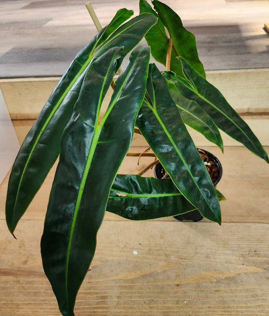 Philodendron Billietiae Dark Form in 6-inch pot, Mature Philodendron Billietiae with dark leaves and bold veins, Close-up of Philodendron Billietiae Dark Form foliage, Philodendron Billietiae climbing mature plant in 6-inch pot, Dark green Philodendron Billietiae with veined leaves, Healthy mature Philodendron Billietiae in nursery pot