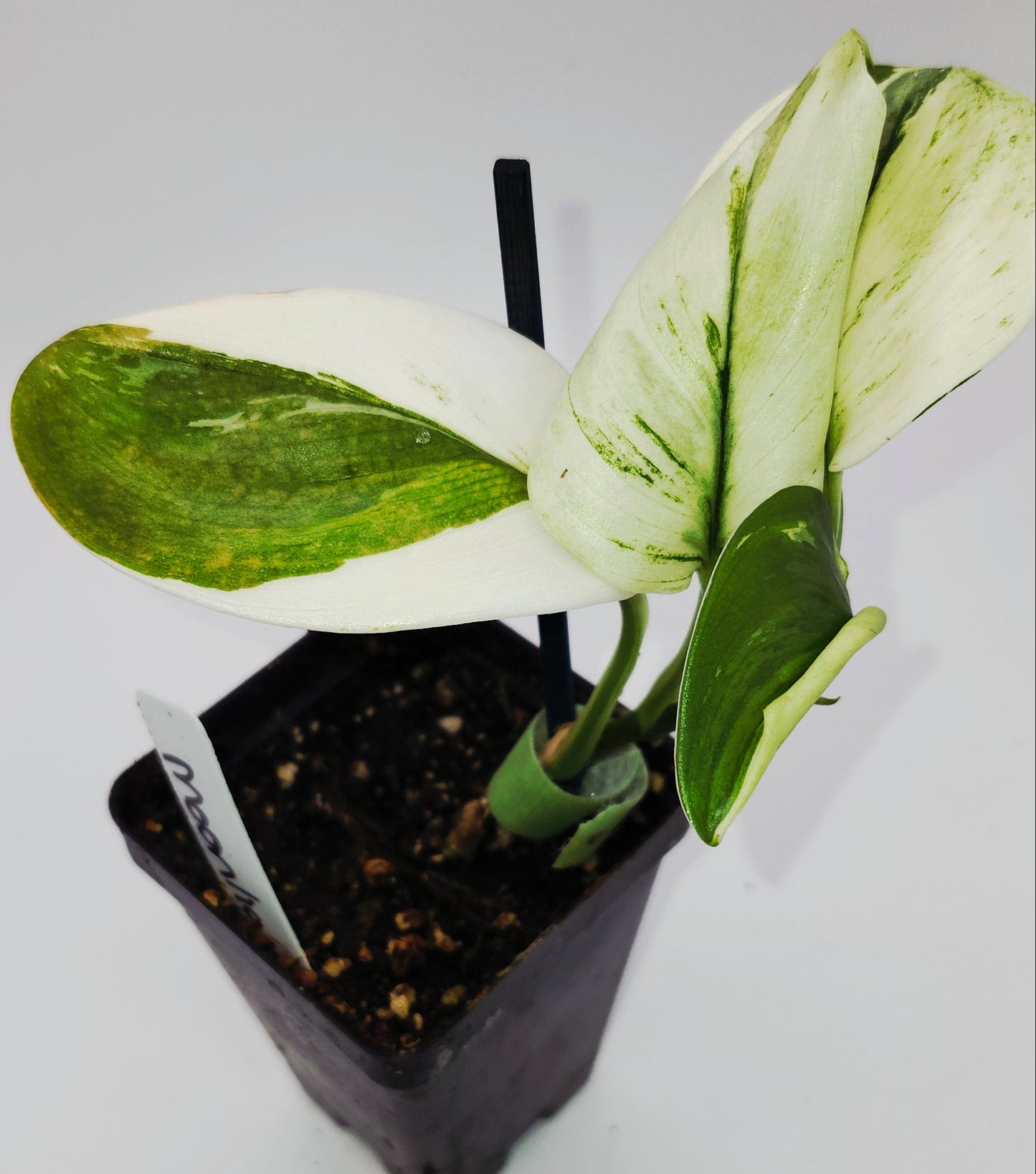 "Rare variegated Scindapsus Moonlight Albo in pot, easy-care indoor trailing vine"