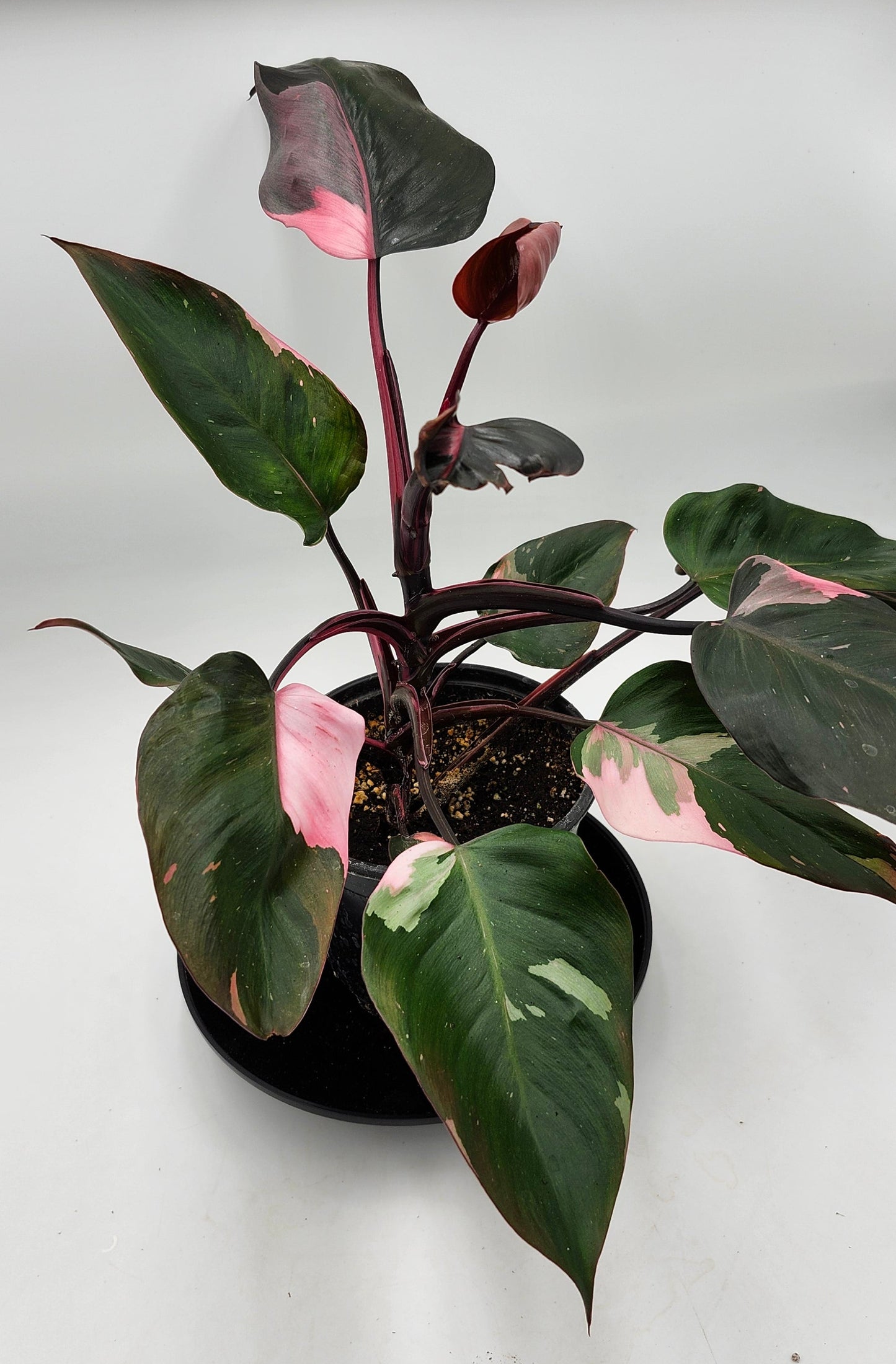 Philodendron Pink Princess in 5-inch pot, Variegated Philodendron Pink Princess with pink streaks, Close-up of Philodendron Pink Princess leaves, Healthy 5-inch Philodendron Pink Princess, Mature Philodendron Pink Princess houseplant, Pink and dark green Philodendron Pink Princess foliage