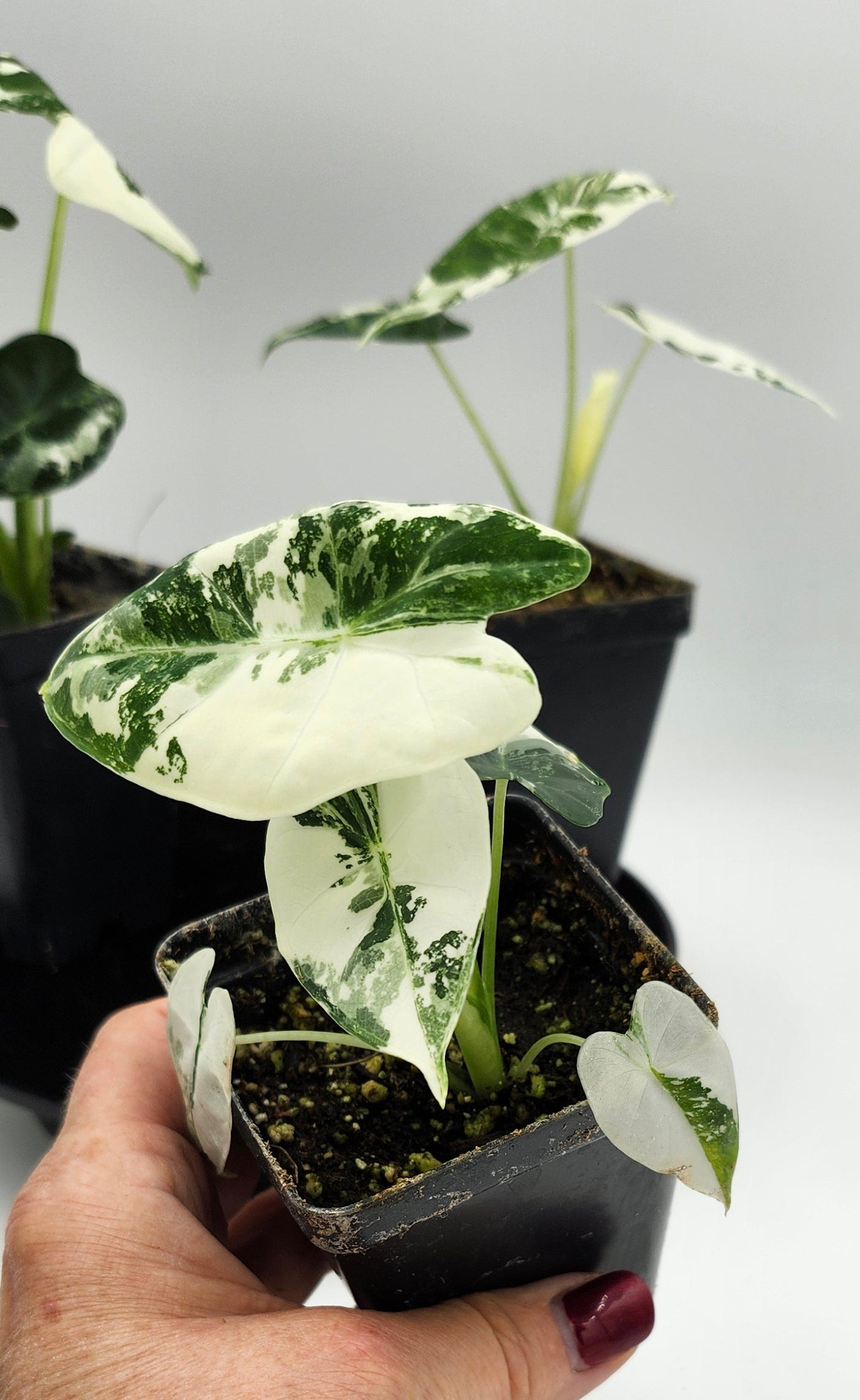 Alocasia Frydek Variegated in pot, Alocasia Frydek Variegated leaves close-up, Rare Alocasia Frydek Variegated tropical plant, Healthy Alocasia Frydek Variegated houseplant, Variegated Alocasia Frydek with green and white leaves, Exotic tropical Alocasia Frydek Variegated foliage