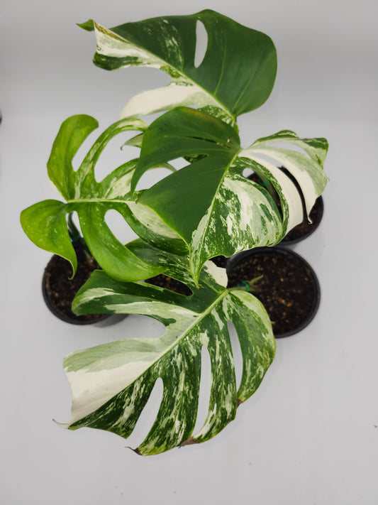 "Close-up of a Monstera albo leaf showing natural creamy variegation—uneven white streaks on green, perfect example of authentic, non-reverted variegation"