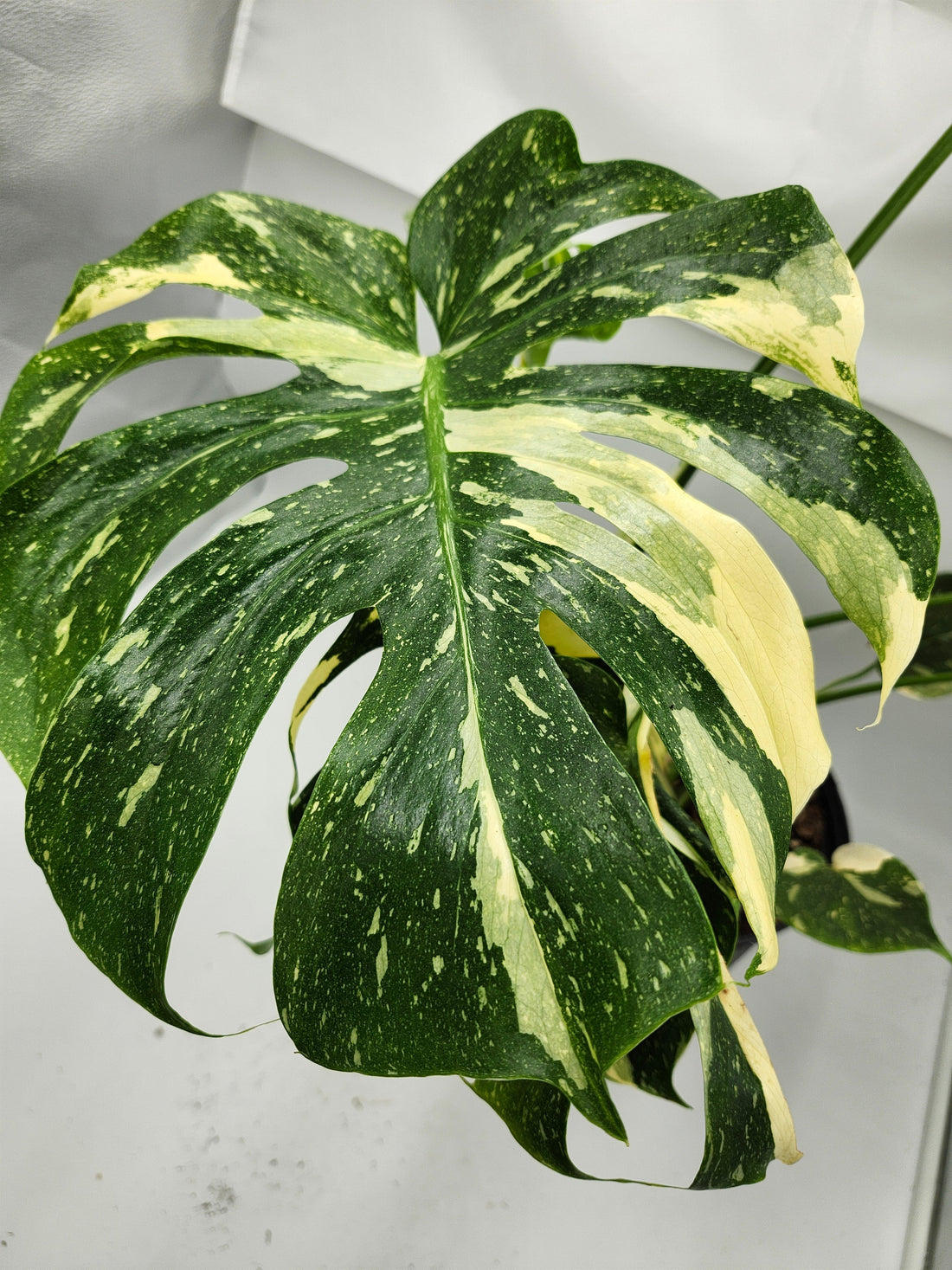 "Close-up of a real Thai Constellation monstera leaf showing natural creamy variegation—uneven marble streaks, no uniform yellow, perfect example of authentic plant color"