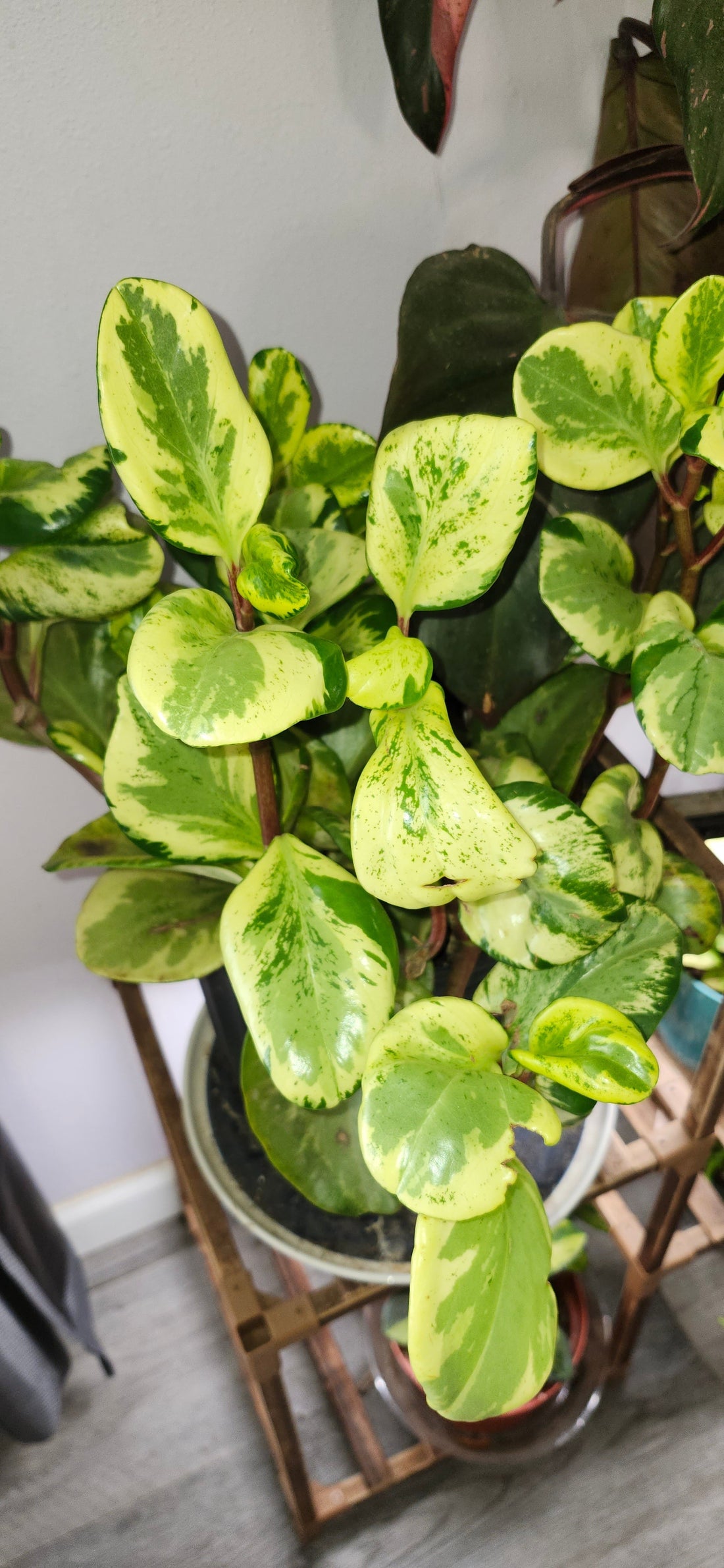 "Variegated baby rubber tree (Peperomia obtusifolia variegata) with creamy white streaks on thick, glossy green leaves"