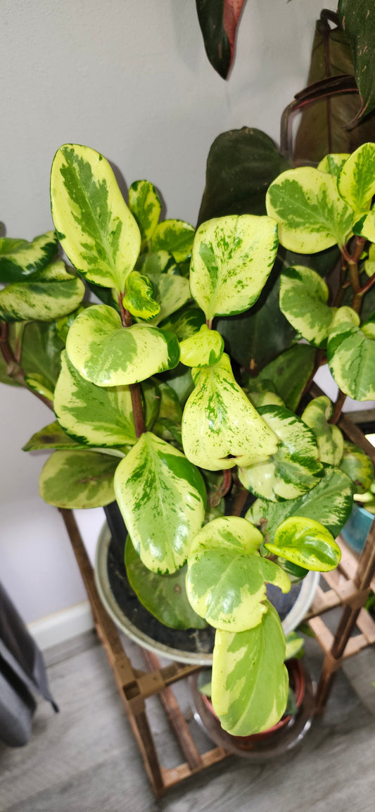 "Variegated baby rubber tree (Peperomia obtusifolia variegata) with creamy white streaks on thick, glossy green leaves"