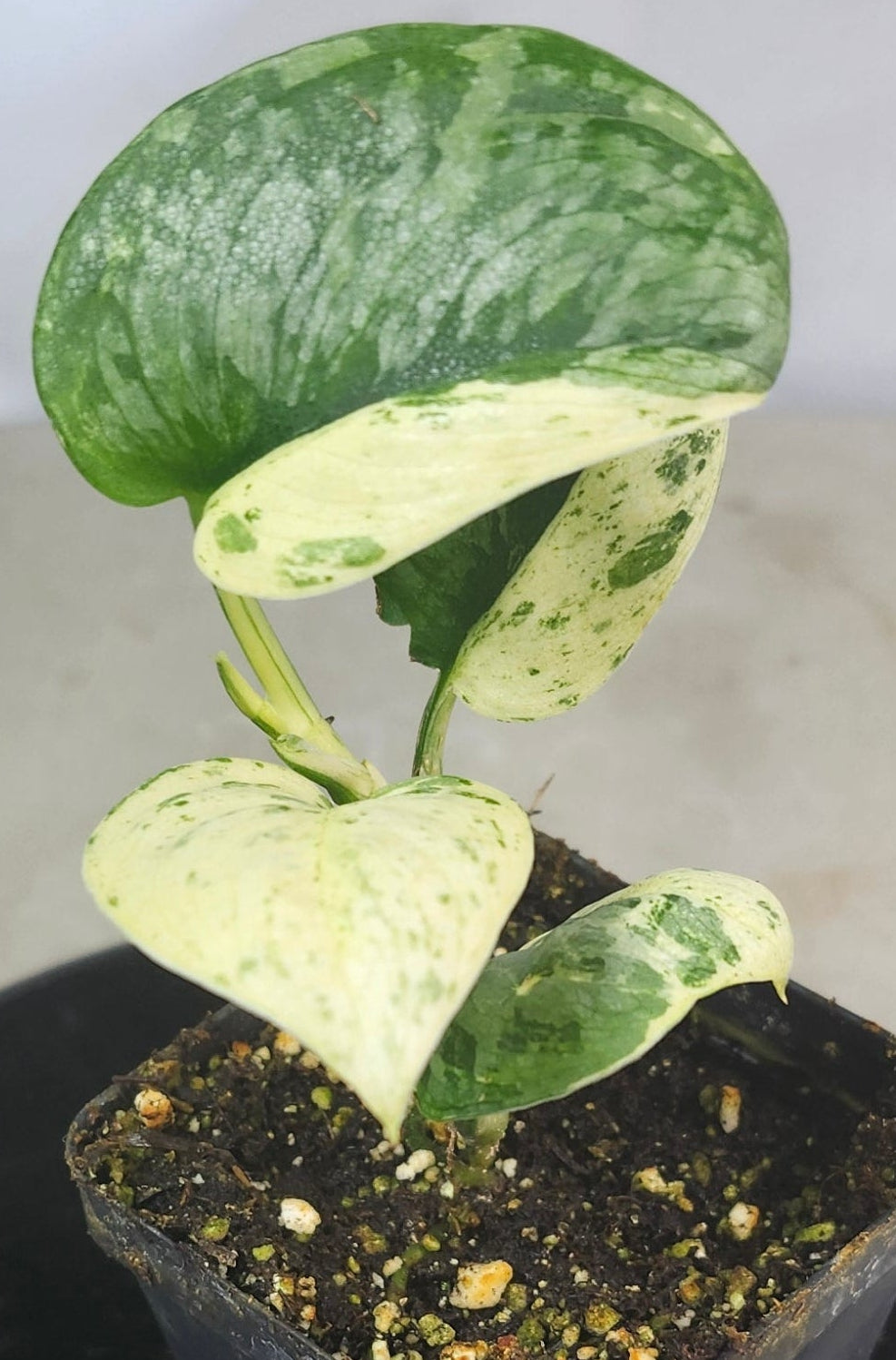 "Scindapsus pictus 'Argyraeus Albo' variegated houseplant in pot, heart-shaped leaves with creamy white streaks and silvery sheen, rare exotic trailing vine"