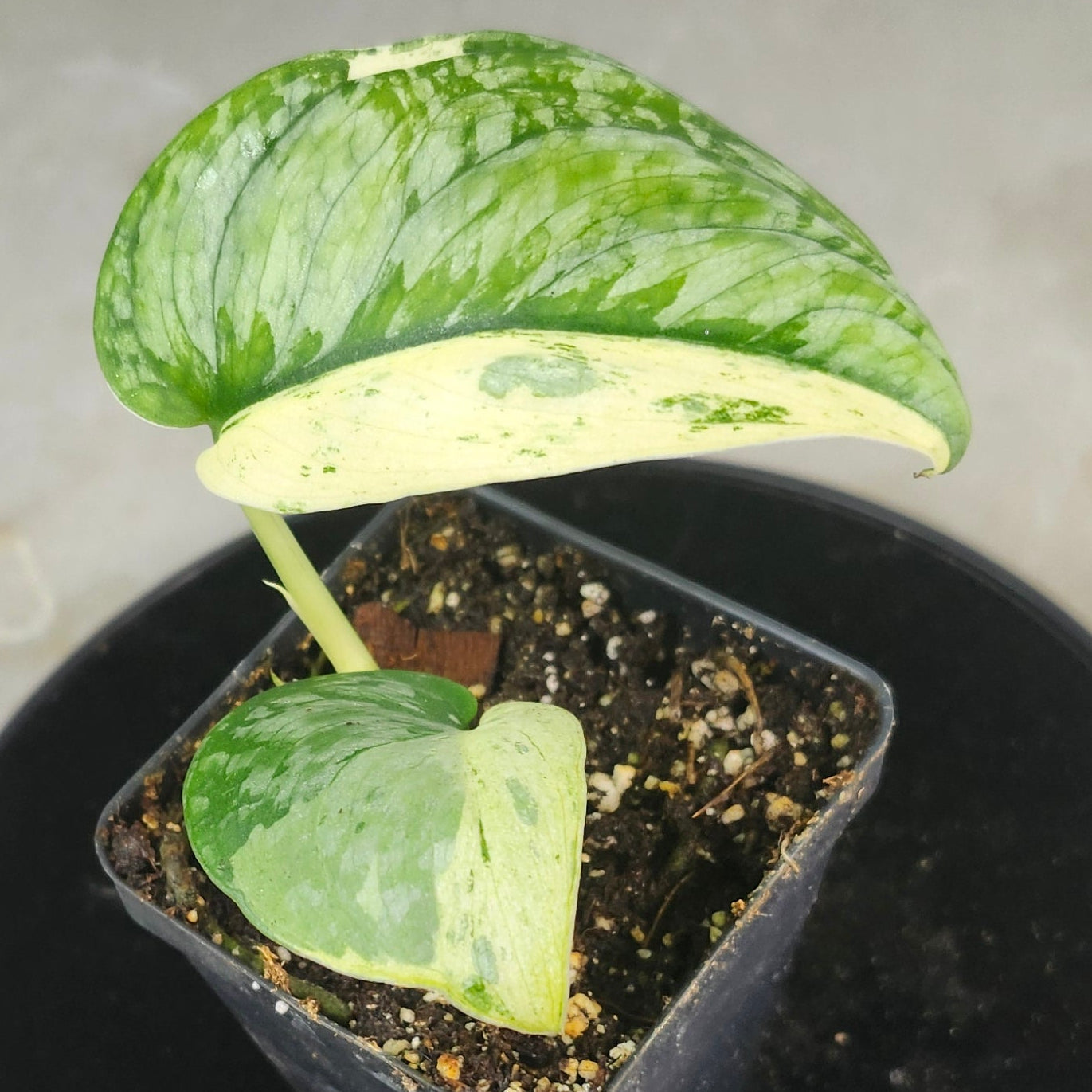 "Trailing Scindapsus pictus 'Argyraeus Albo' vine with bold albo white variegation on green foliage, easy-care satin pothos for hanging baskets"