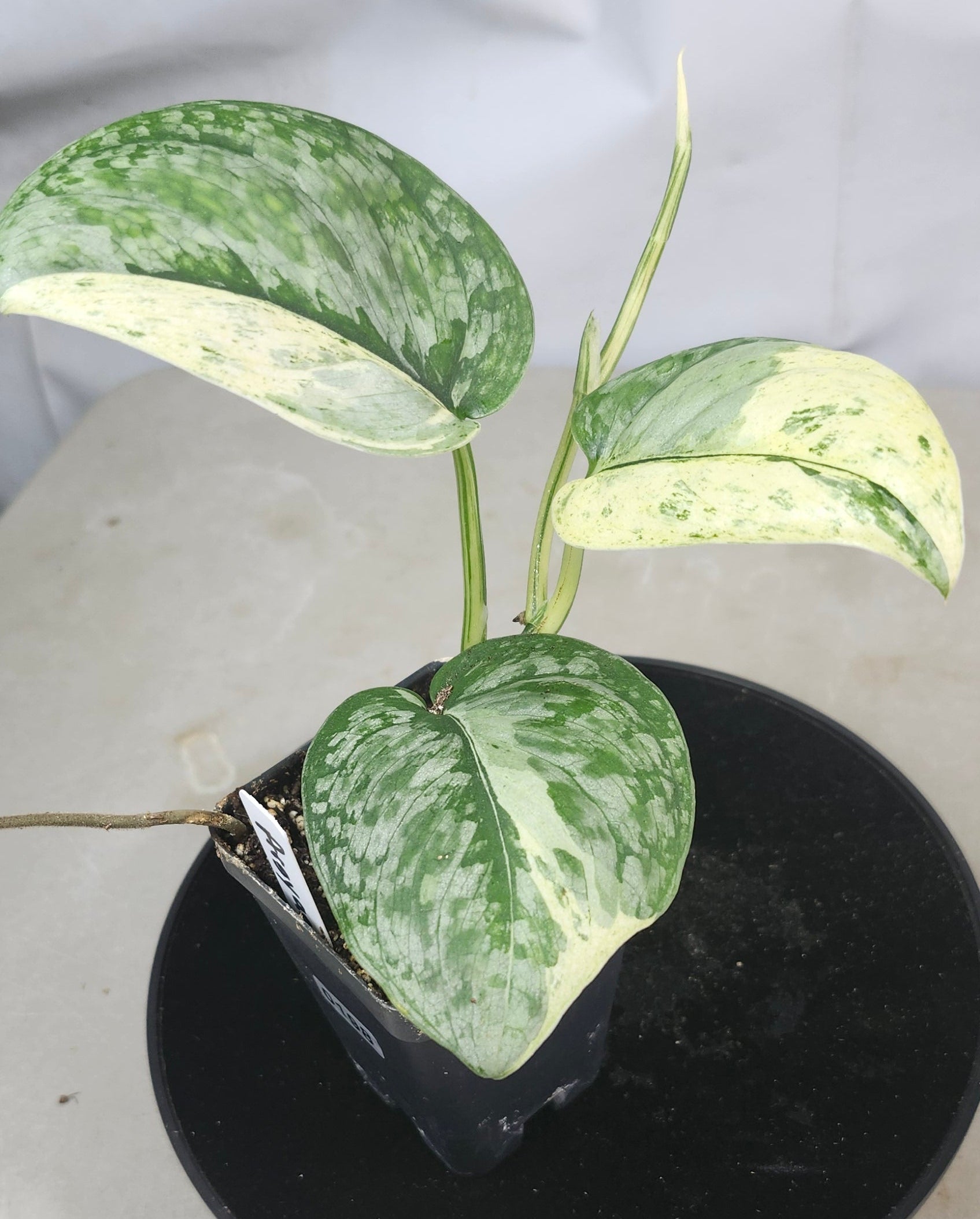 "Rare Scindapsus pictus 'Argyraeus Albo' foliage detail: silver-dusted green leaves splashed with white variegation, low-maintenance indoor aroid"