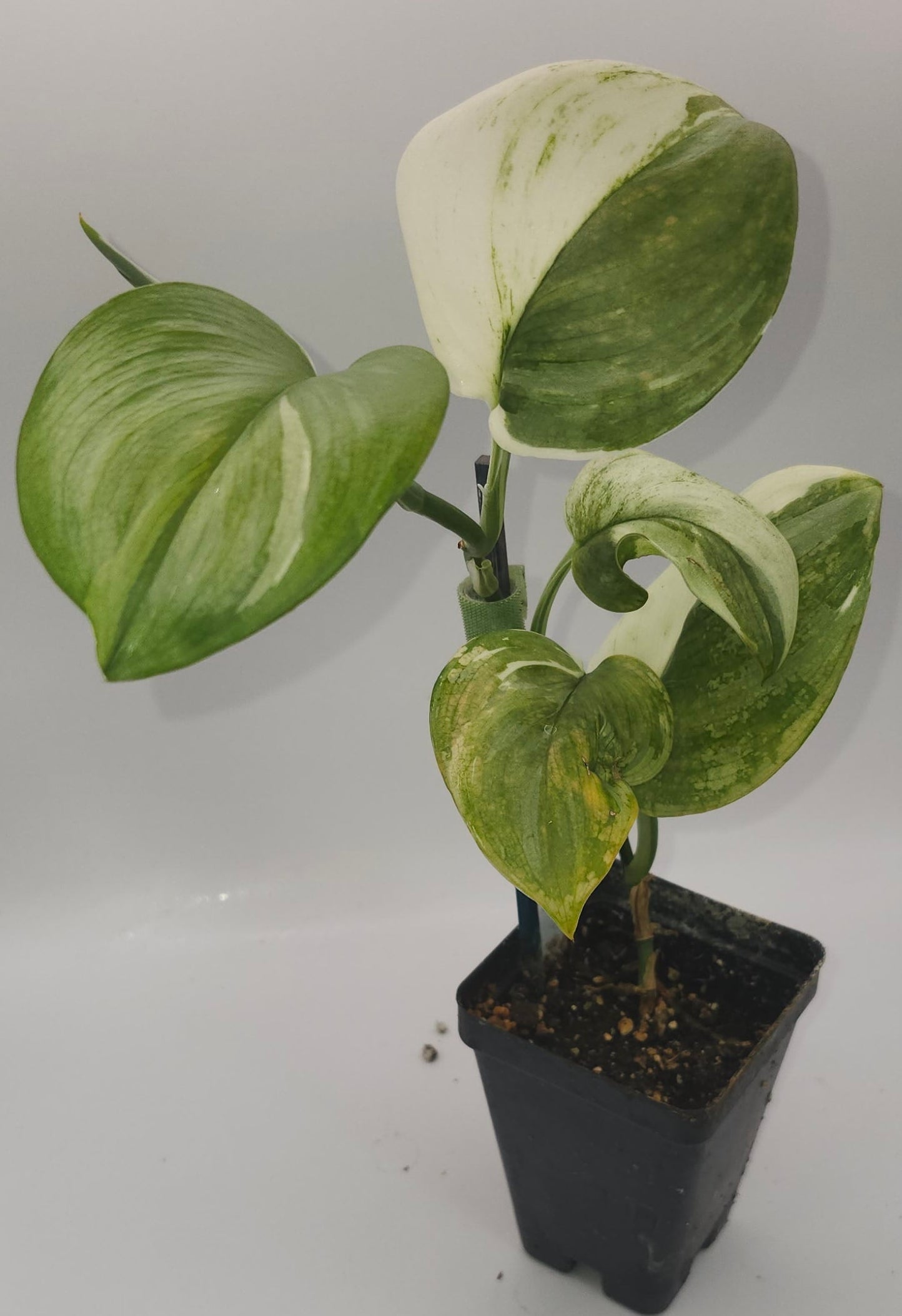 "Scindapsus Moonlight Albo silver variegated leaves close-up, rare trailing vine in bright light"