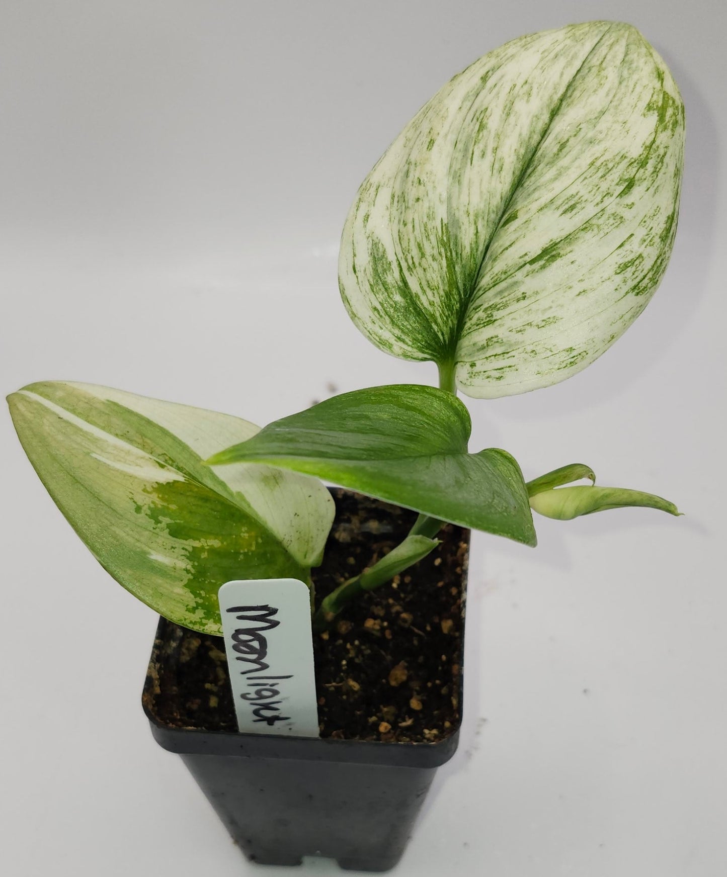 "First view of Scindapsus Moonlight Albo: thick, glossy leaves with creamy white streaks"