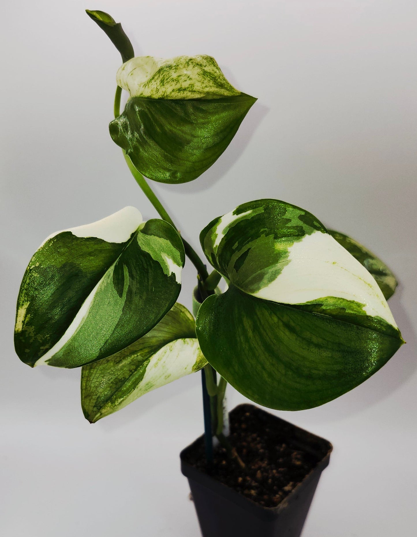 "Moonlight Albo hanging plant with bold white-silver variegation on dark green foliage"
