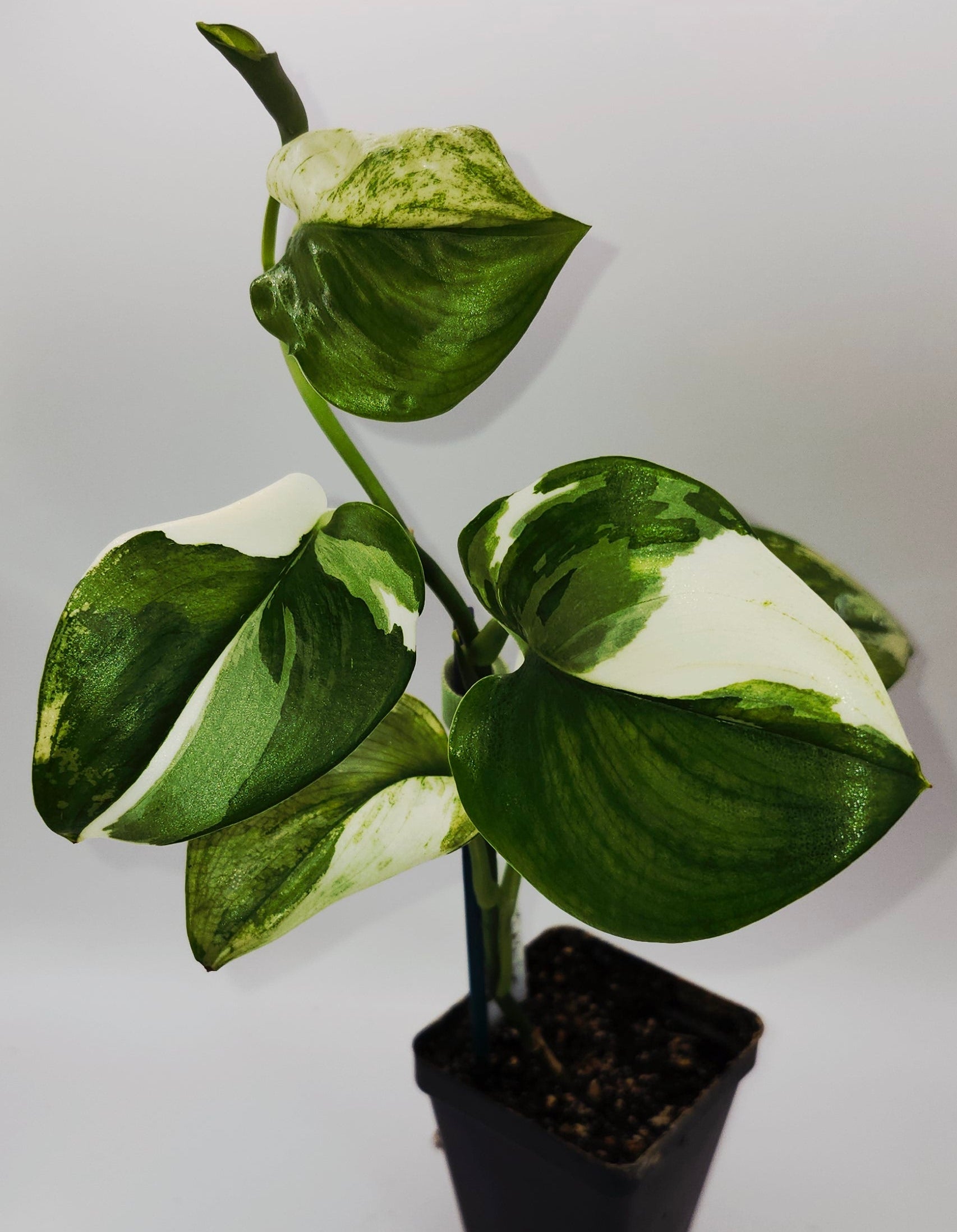 "Moonlight Albo hanging plant with bold white-silver variegation on dark green foliage"