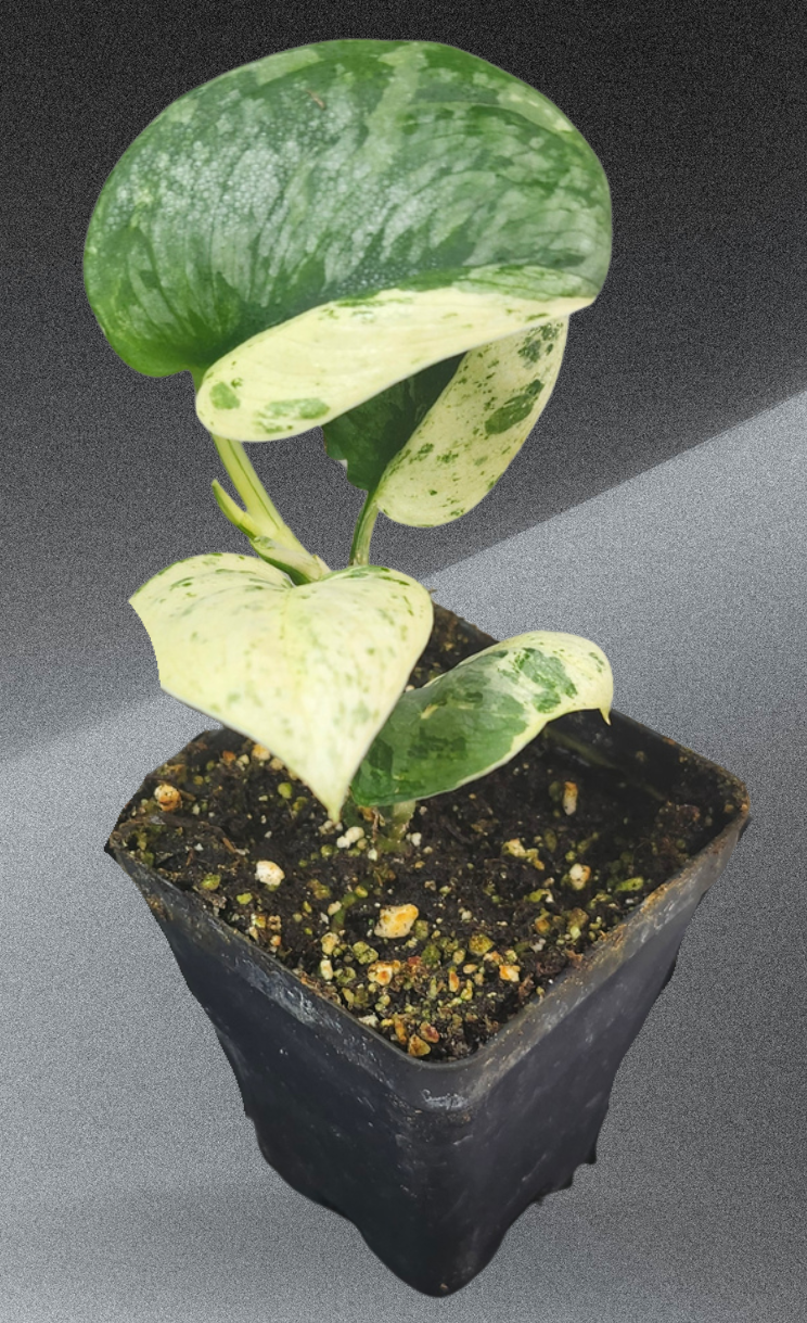 "Scindapsus pictus 'Argyraeus Albo' close-up showing rare white variegation and silver spots on dark green satin leaves"