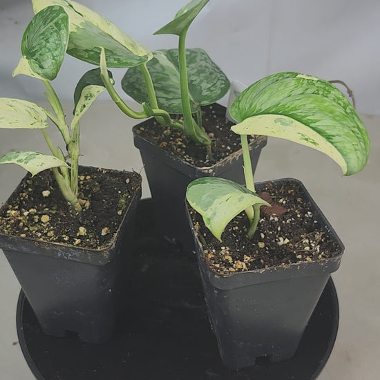 "360-degree spin video of Scindapsus pictus 'Argyraeus Albo': rare variegated satin pothos with white and silver patterns on trailing vines, exotic houseplant display"