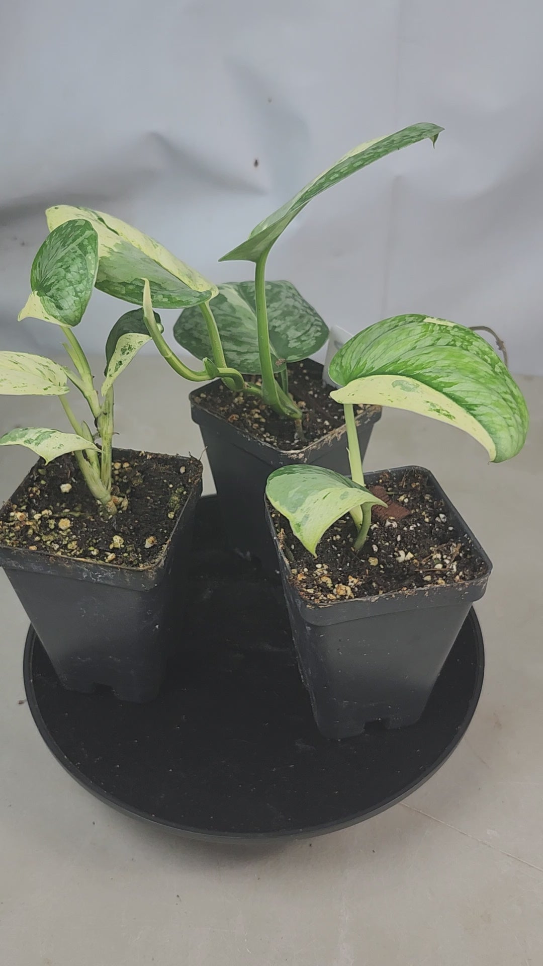 "360-degree spin video of Scindapsus pictus 'Argyraeus Albo': rare variegated satin pothos with white and silver patterns on trailing vines, exotic houseplant display"