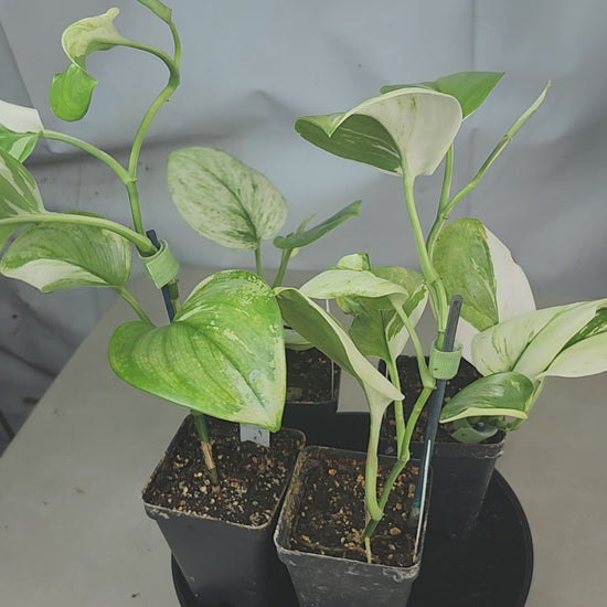 "360° spin of four Scindapsus Moonlight Albo plants: silver-white variegated leaves on dark green vines, rare trailing houseplant in natural light"