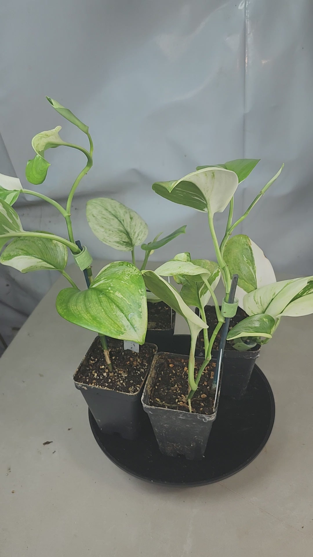 "360° spin of four Scindapsus Moonlight Albo plants: silver-white variegated leaves on dark green vines, rare trailing houseplant in natural light"