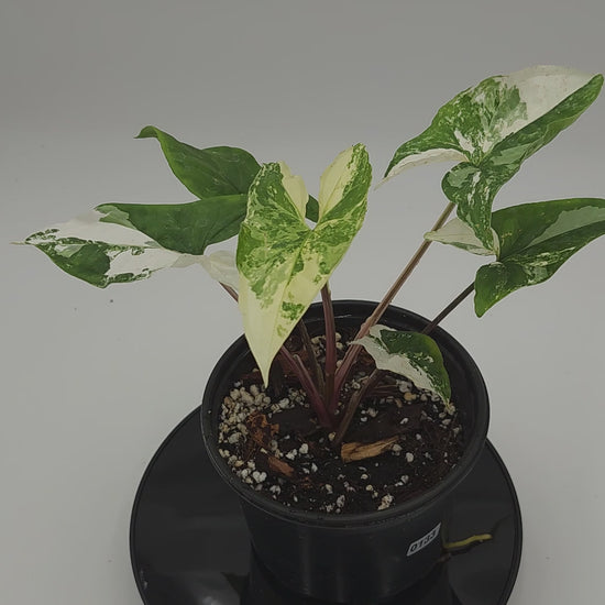 Syngonium Albo in 4-inch pot, Variegated Syngonium Albo leaves, Close-up of Syngonium Albo foliage, Healthy 4-inch Syngonium Albo houseplant, White and green Syngonium Albo leaves, Rare Syngonium Albo indoor plant
