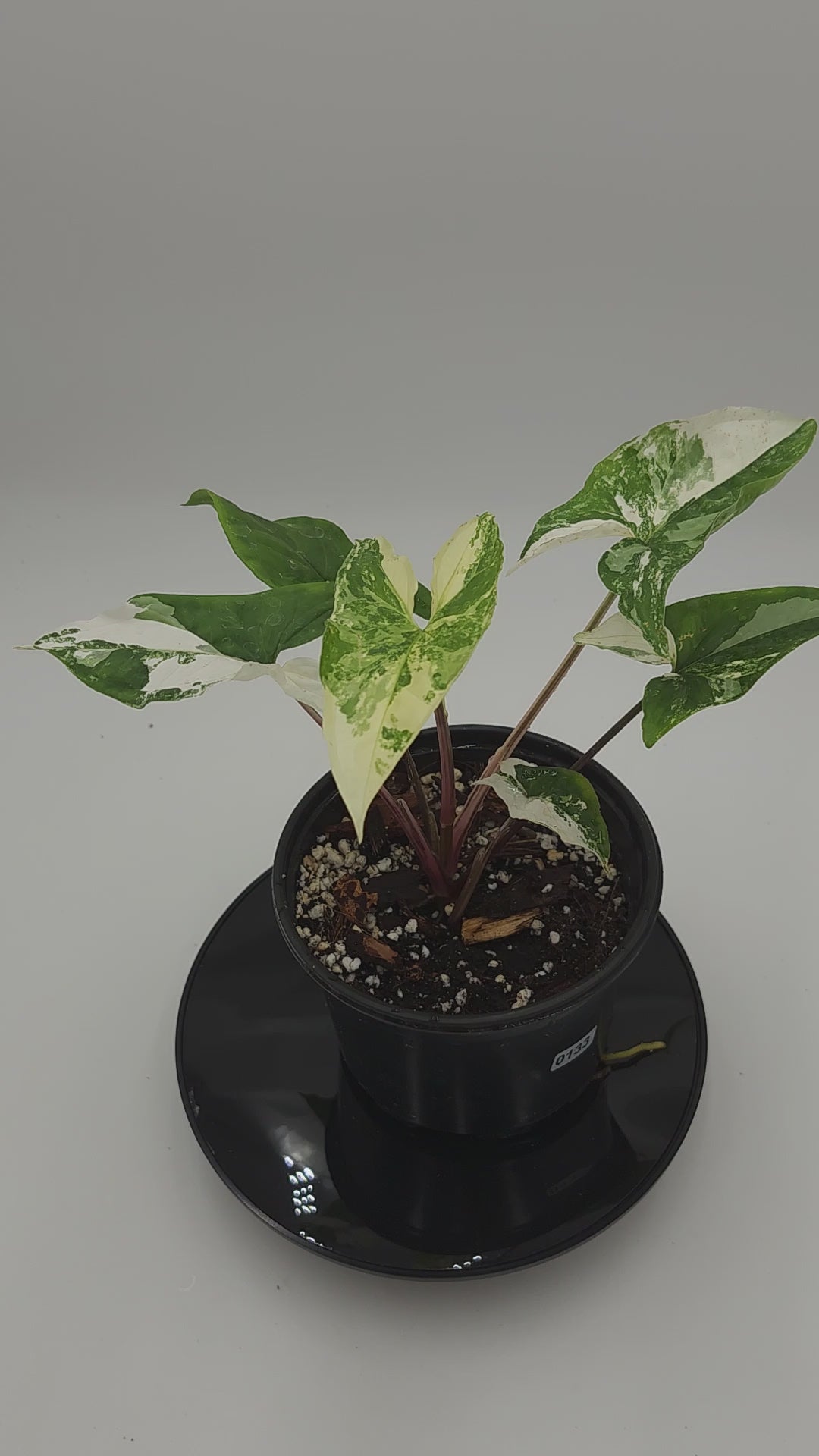 Syngonium Albo in 4-inch pot, Variegated Syngonium Albo leaves, Close-up of Syngonium Albo foliage, Healthy 4-inch Syngonium Albo houseplant, White and green Syngonium Albo leaves, Rare Syngonium Albo indoor plant
