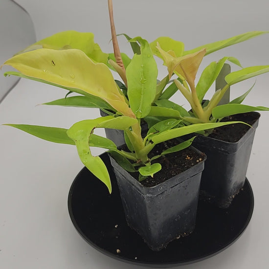 Philodendron Golden Ring of Fire in 3-inch pot, Philodendron Golden Ring of Fire leaves close-up, Rare Philodendron with golden veins, Healthy 3-inch Philodendron Golden Ring of Fire, Exotic tropical houseplant Philodendron Golden Ring of Fire, Glossy green Philodendron Golden Ring of Fire foliage
