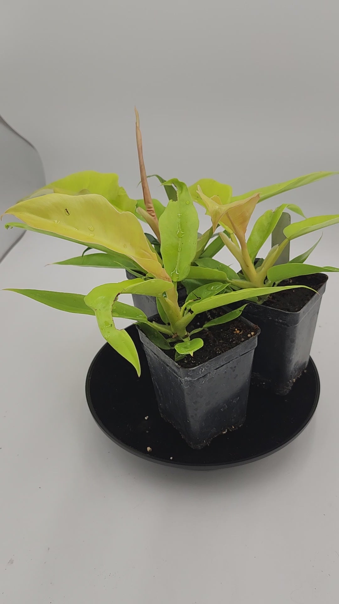 Philodendron Golden Ring of Fire in 3-inch pot, Philodendron Golden Ring of Fire leaves close-up, Rare Philodendron with golden veins, Healthy 3-inch Philodendron Golden Ring of Fire, Exotic tropical houseplant Philodendron Golden Ring of Fire, Glossy green Philodendron Golden Ring of Fire foliage
