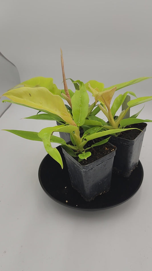 Philodendron Golden Ring of Fire in 3-inch pot, Philodendron Golden Ring of Fire leaves close-up, Rare Philodendron with golden veins, Healthy 3-inch Philodendron Golden Ring of Fire, Exotic tropical houseplant Philodendron Golden Ring of Fire, Glossy green Philodendron Golden Ring of Fire foliage
