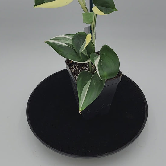 “Close-up of Scindapsus Blue Albo leaves showing unique silver-white variegation, tropical plant”