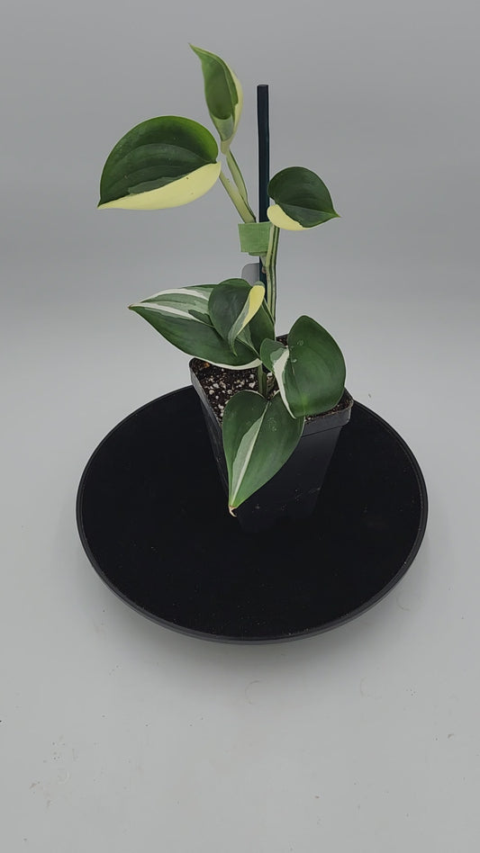 “Close-up of Scindapsus Blue Albo leaves showing unique silver-white variegation, tropical plant”