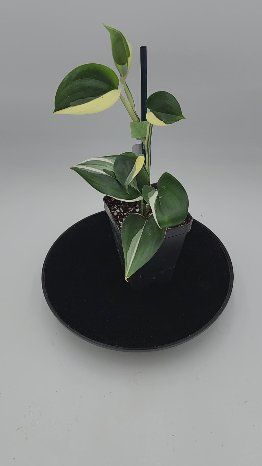 “Close-up of Scindapsus Blue Albo leaves showing unique silver-white variegation, tropical plant”