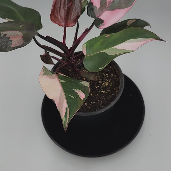Philodendron Pink Princess in 5-inch pot, Variegated Philodendron Pink Princess with pink streaks, Close-up of Philodendron Pink Princess leaves, Healthy 5-inch Philodendron Pink Princess, Mature Philodendron Pink Princess houseplant, Pink and dark green Philodendron Pink Princess foliage
