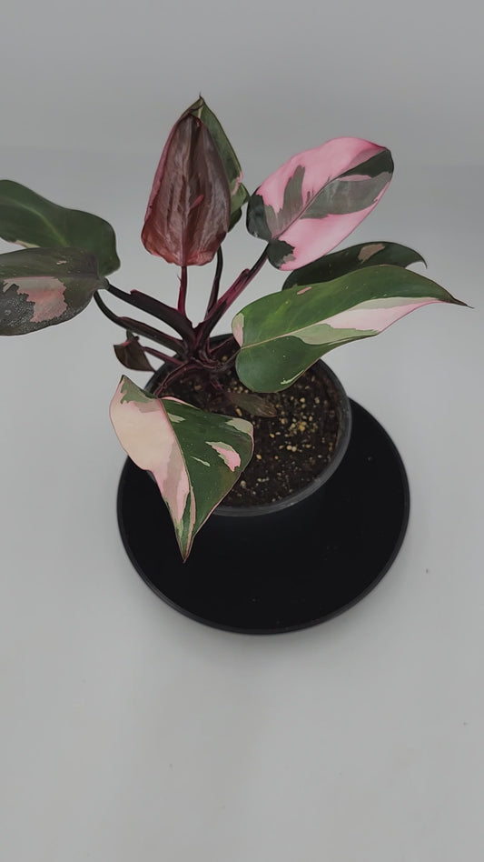Philodendron Pink Princess in 5-inch pot, Variegated Philodendron Pink Princess with pink streaks, Close-up of Philodendron Pink Princess leaves, Healthy 5-inch Philodendron Pink Princess, Mature Philodendron Pink Princess houseplant, Pink and dark green Philodendron Pink Princess foliage
