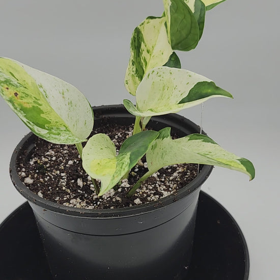 Close-up of Global Japanese Pothos leaves showing unique marbled variegation