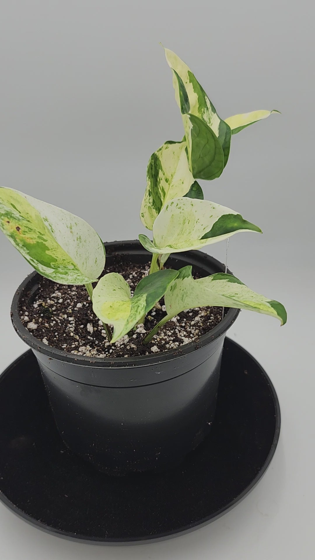 Close-up of Global Japanese Pothos leaves showing unique marbled variegation