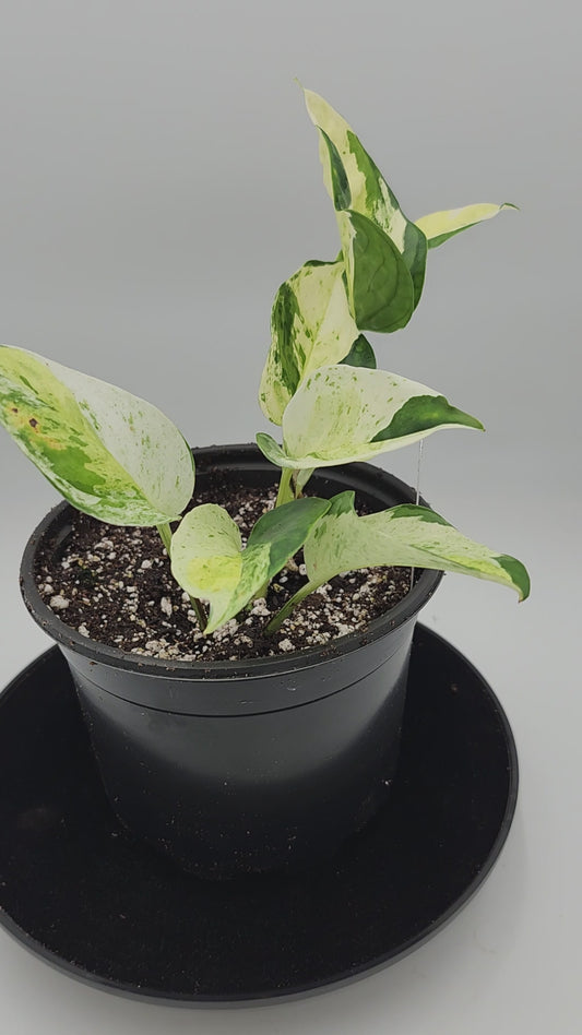 Close-up of Global Japanese Pothos leaves showing unique marbled variegation