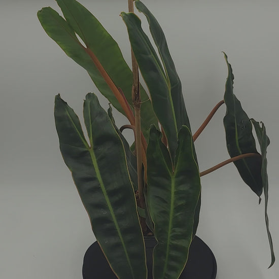 Philodendron Billietiae Dark Form in 6-inch pot, Mature Philodendron Billietiae with dark leaves and bold veins, Close-up of Philodendron Billietiae Dark Form foliage, Philodendron Billietiae climbing mature plant in 6-inch pot, Dark green Philodendron Billietiae with veined leaves, Healthy mature Philodendron Billietiae in nursery pot

