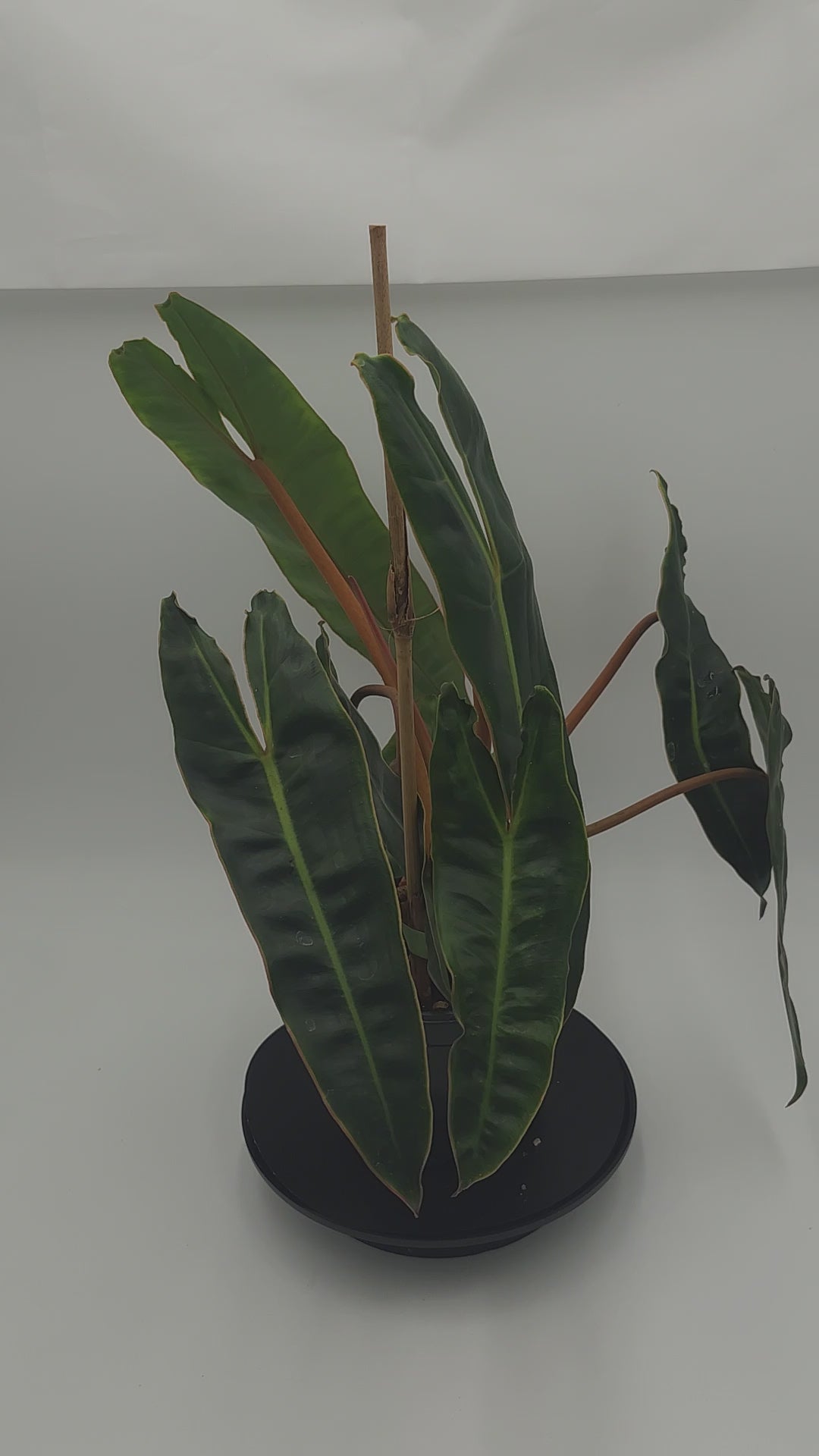 Philodendron Billietiae Dark Form in 6-inch pot, Mature Philodendron Billietiae with dark leaves and bold veins, Close-up of Philodendron Billietiae Dark Form foliage, Philodendron Billietiae climbing mature plant in 6-inch pot, Dark green Philodendron Billietiae with veined leaves, Healthy mature Philodendron Billietiae in nursery pot
