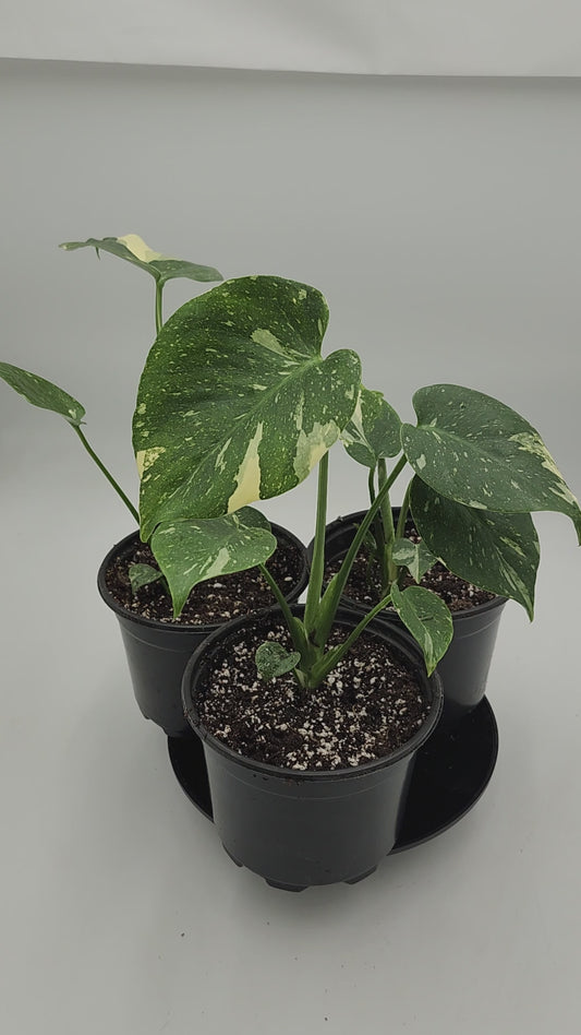 Monstera Thai Constellation – 5” Pot | Rare Variegated Collector Plant