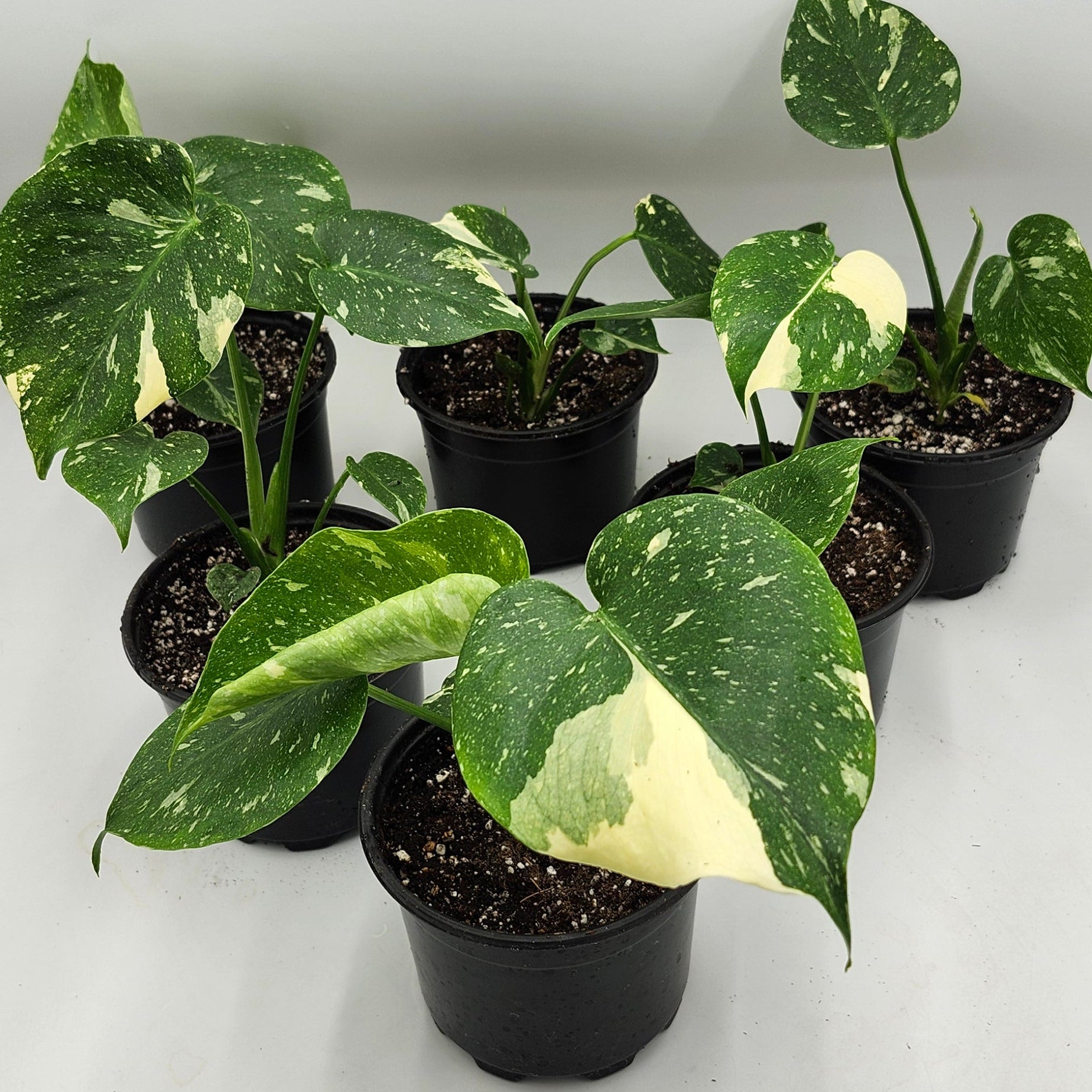 “Monstera Thai Constellation in 5-inch pot with creamy white variegation”

“Variegated Monstera Thai Constellation houseplant in 5-inch nursery pot”

“Healthy Monstera Thai Constellation with marbled variegated leaves”

“Close-up of Monstera Thai Constellation leaf variegation”

“Full plant view of Monstera Thai Constellation in 5-inch pot”

“Monstera Thai Constellation foliage showing creamy speckled pattern”