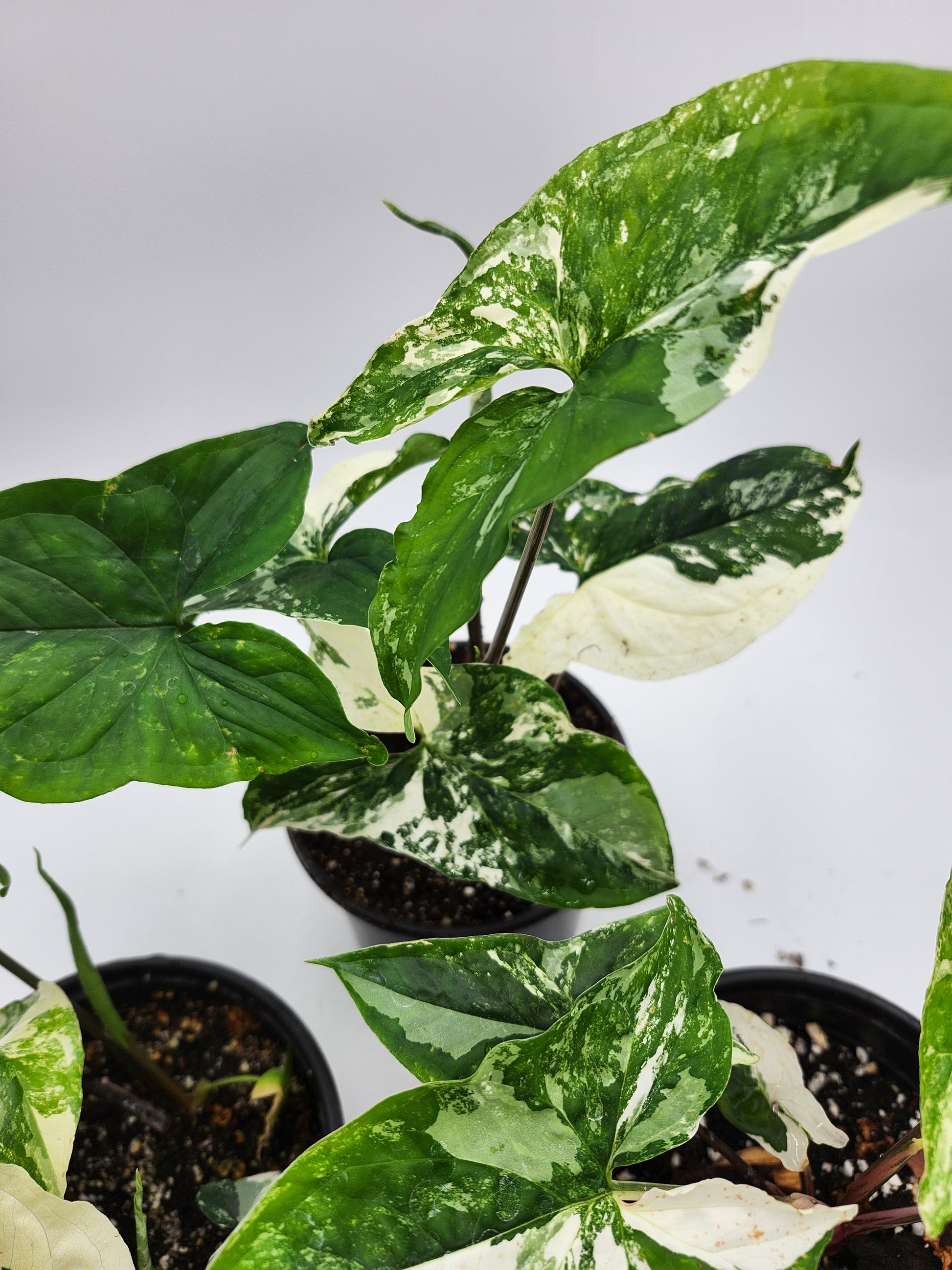Syngonium Albo in 4-inch pot, Variegated Syngonium Albo leaves, Close-up of Syngonium Albo foliage, Healthy 4-inch Syngonium Albo houseplant, White and green Syngonium Albo leaves, Rare Syngonium Albo indoor plant
