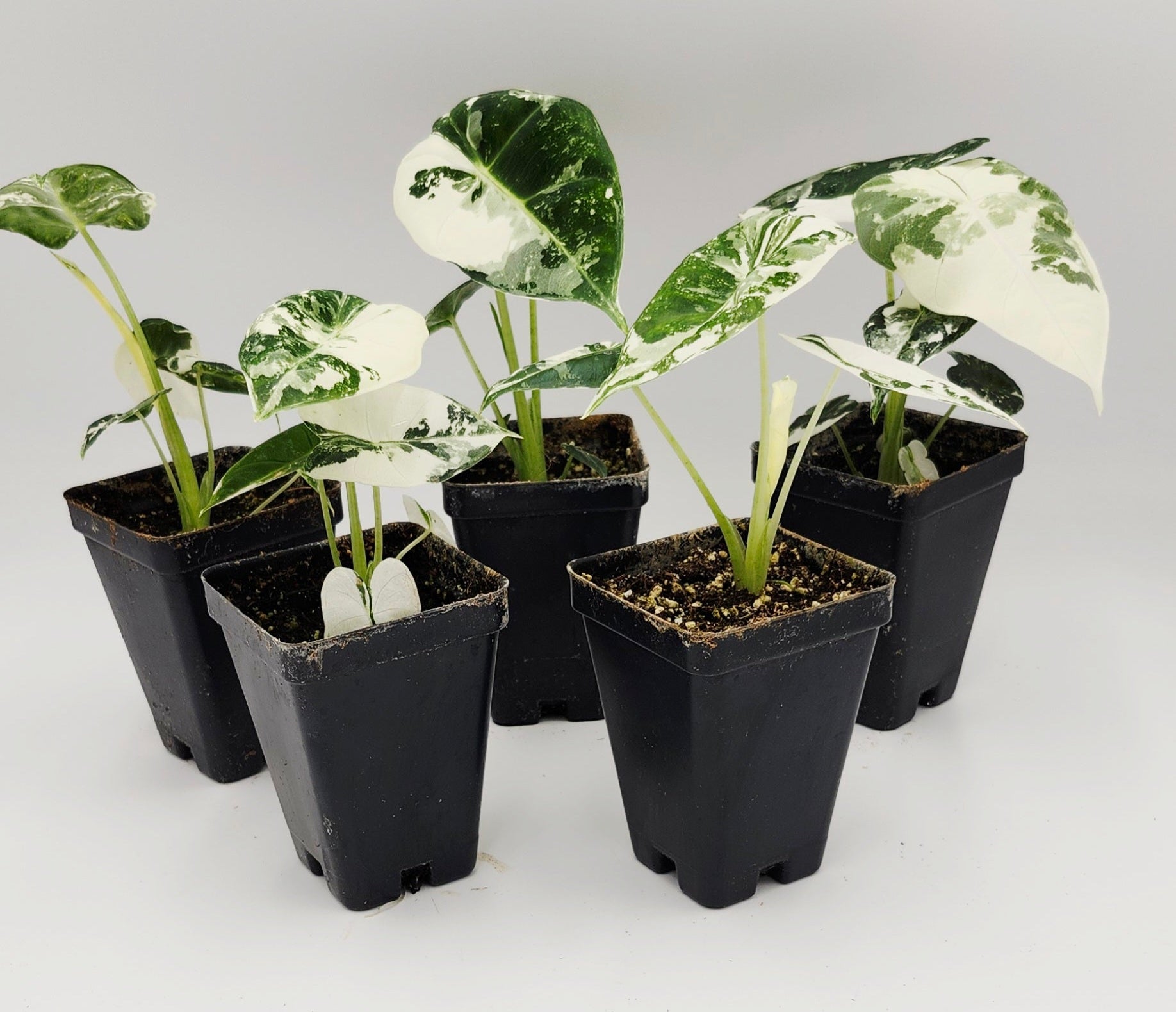 Alocasia Frydek Variegated in pot, Alocasia Frydek Variegated leaves close-up, Rare Alocasia Frydek Variegated tropical plant, Healthy Alocasia Frydek Variegated houseplant, Variegated Alocasia Frydek with green and white leaves, Exotic tropical Alocasia Frydek Variegated foliage
