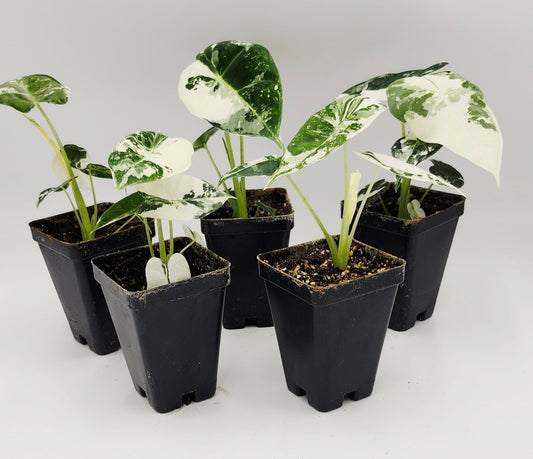 Alocasia Frydek Variegated in pot, Alocasia Frydek Variegated leaves close-up, Rare Alocasia Frydek Variegated tropical plant, Healthy Alocasia Frydek Variegated houseplant, Variegated Alocasia Frydek with green and white leaves, Exotic tropical Alocasia Frydek Variegated foliage
