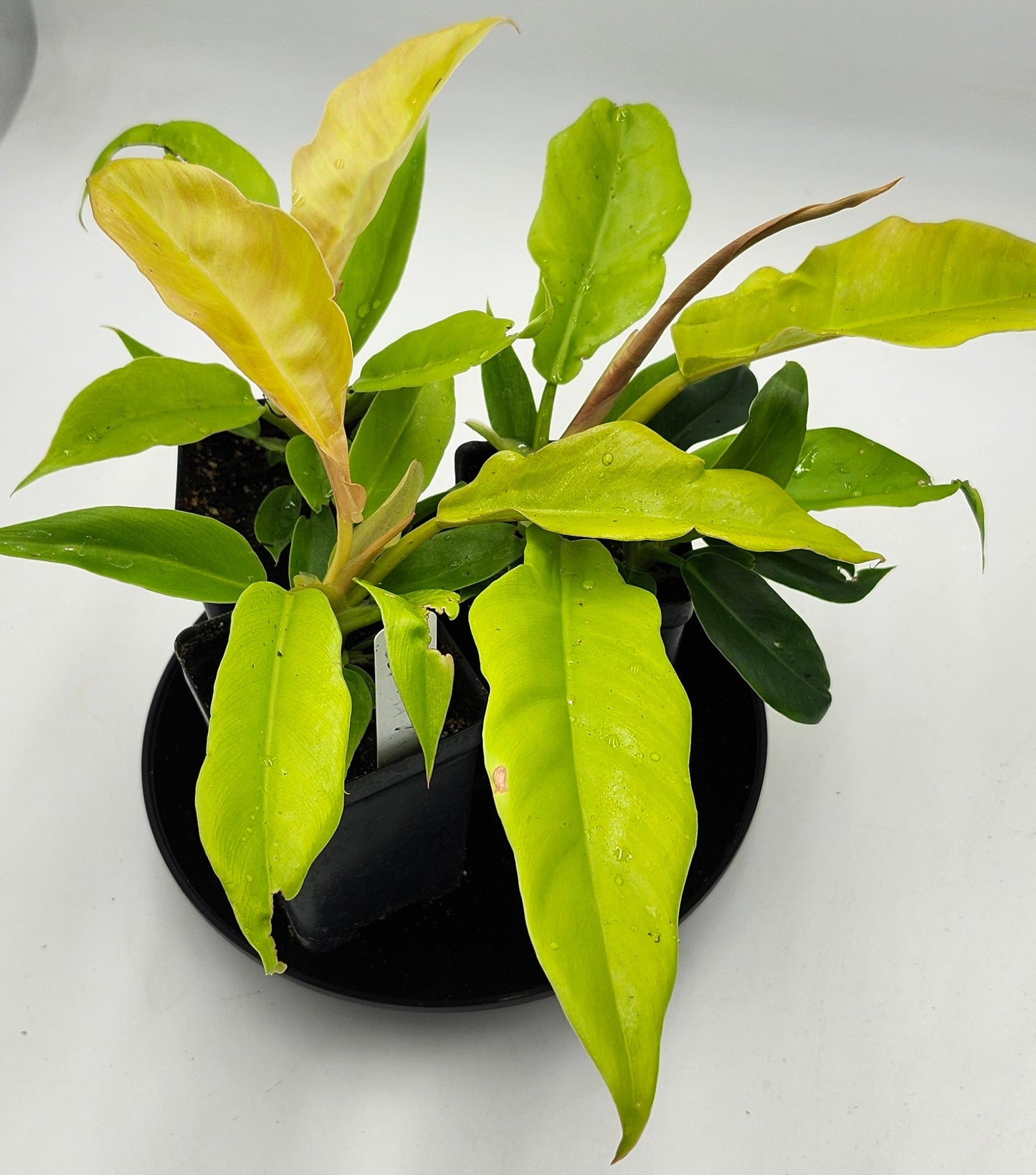 Philodendron Golden Ring of Fire in 3-inch pot, Philodendron Golden Ring of Fire leaves close-up, Rare Philodendron with golden veins, Healthy 3-inch Philodendron Golden Ring of Fire, Exotic tropical houseplant Philodendron Golden Ring of Fire, Glossy green Philodendron Golden Ring of Fire foliage
