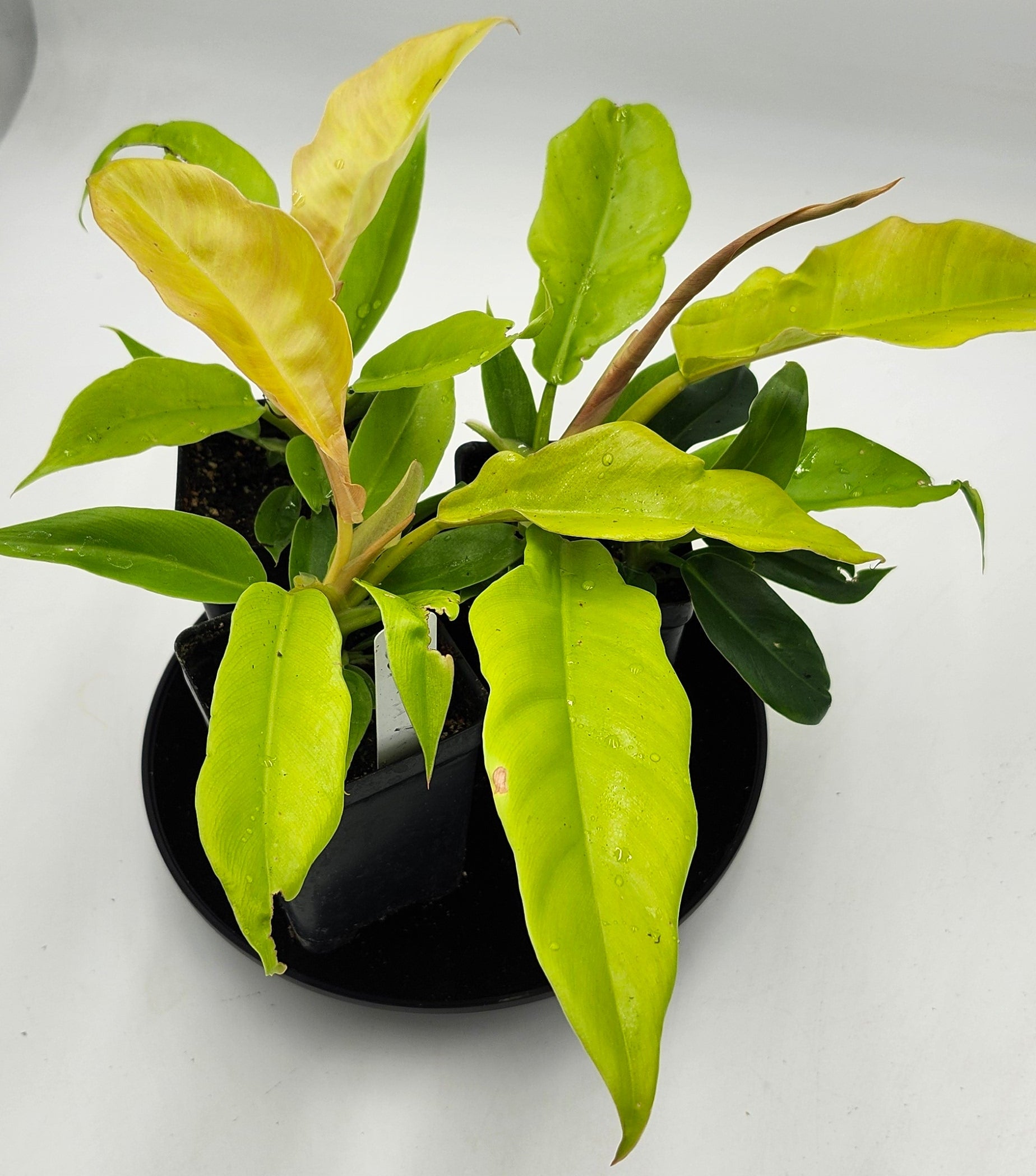 Philodendron Golden Ring of Fire in 3-inch pot, Philodendron Golden Ring of Fire leaves close-up, Rare Philodendron with golden veins, Healthy 3-inch Philodendron Golden Ring of Fire, Exotic tropical houseplant Philodendron Golden Ring of Fire, Glossy green Philodendron Golden Ring of Fire foliage
