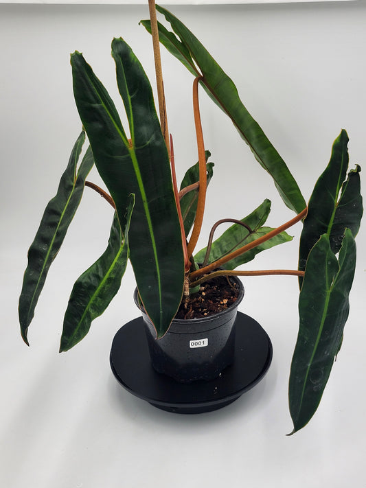 Philodendron Billietiae Dark Form – Mature 6” Pot | Rare Exotic Collector Plant | Fast USA Shipping