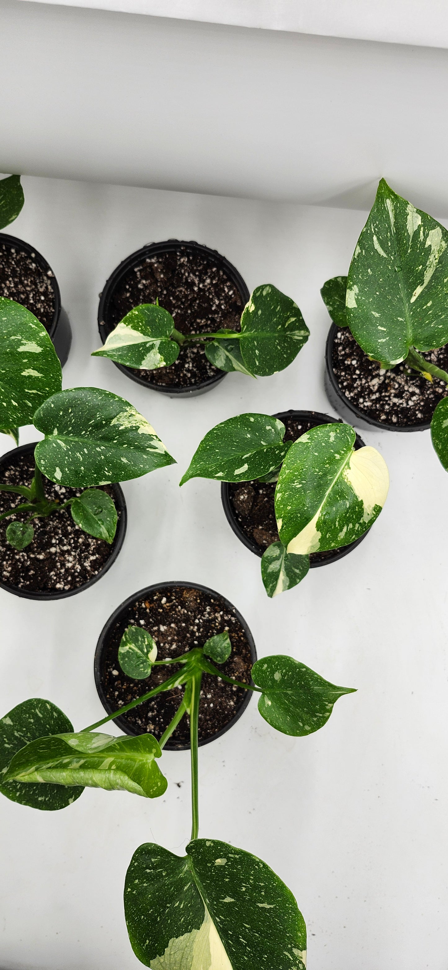 Monstera Thai Constellation – 5” Pot | Rare Variegated Collector Plant