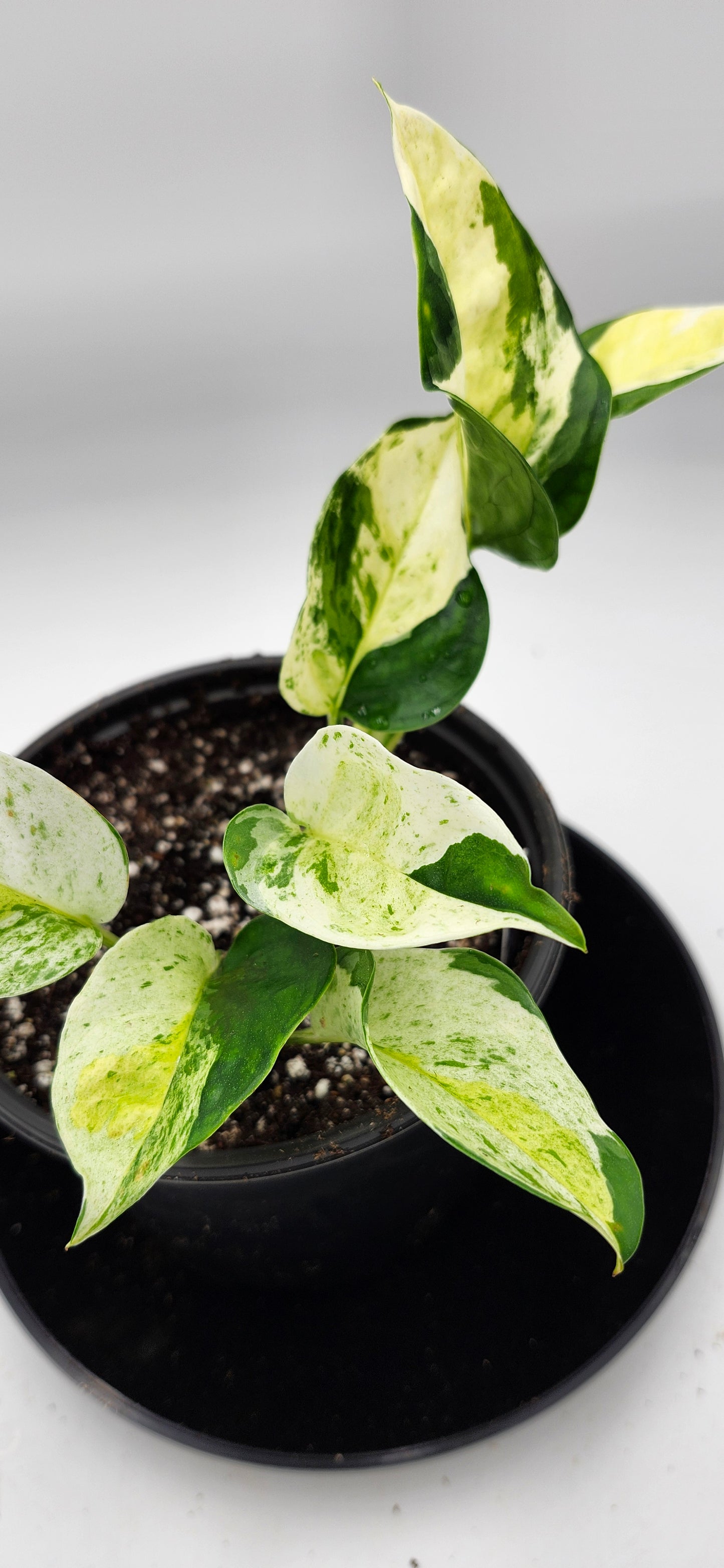 Global Japanese Pothos with deep green variegated leaves, healthy trailing indoor houseplant
