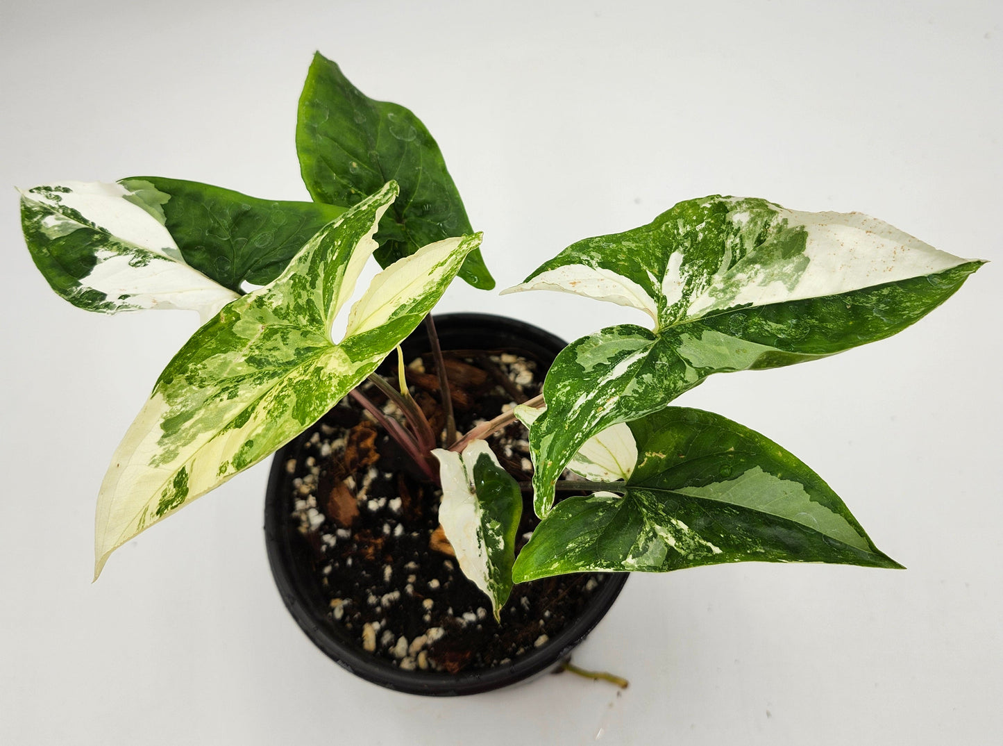 Syngonium Albo in 4-inch pot, Variegated Syngonium Albo leaves, Close-up of Syngonium Albo foliage, Healthy 4-inch Syngonium Albo houseplant, White and green Syngonium Albo leaves, Rare Syngonium Albo indoor plant
