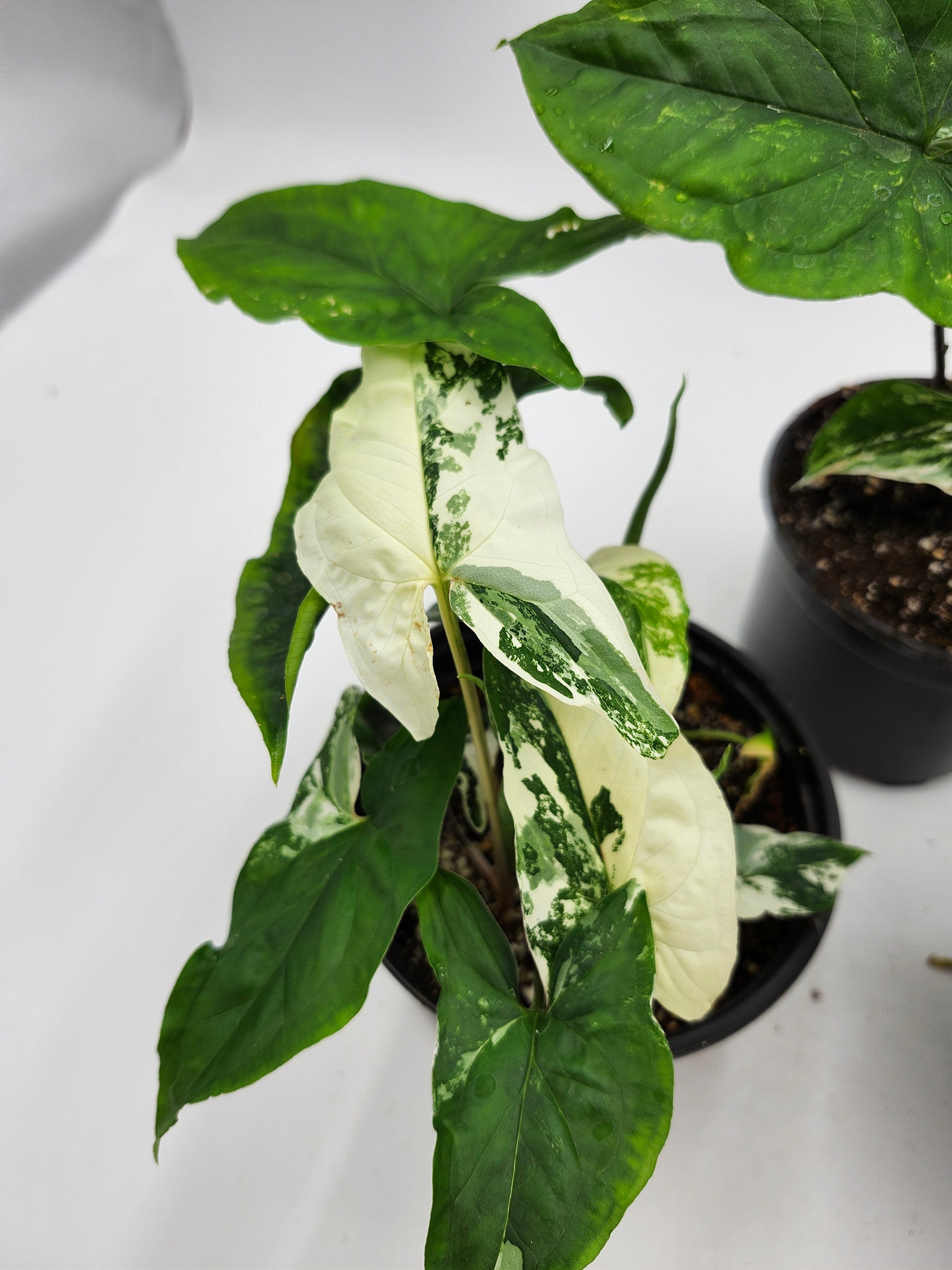 Syngonium Albo in 4-inch pot, Variegated Syngonium Albo leaves, Close-up of Syngonium Albo foliage, Healthy 4-inch Syngonium Albo houseplant, White and green Syngonium Albo leaves, Rare Syngonium Albo indoor plant
