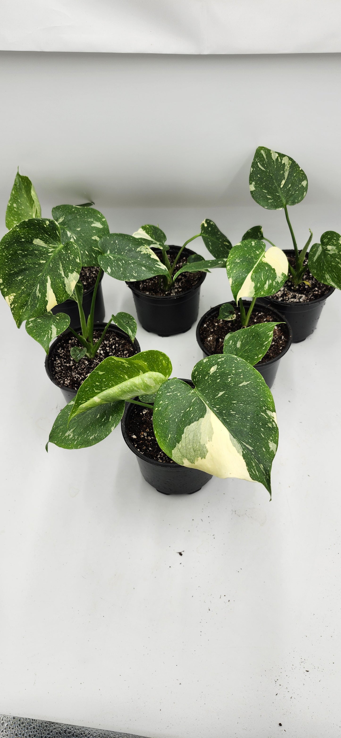 Monstera Thai Constellation – 5” Pot | Rare Variegated Collector Plant