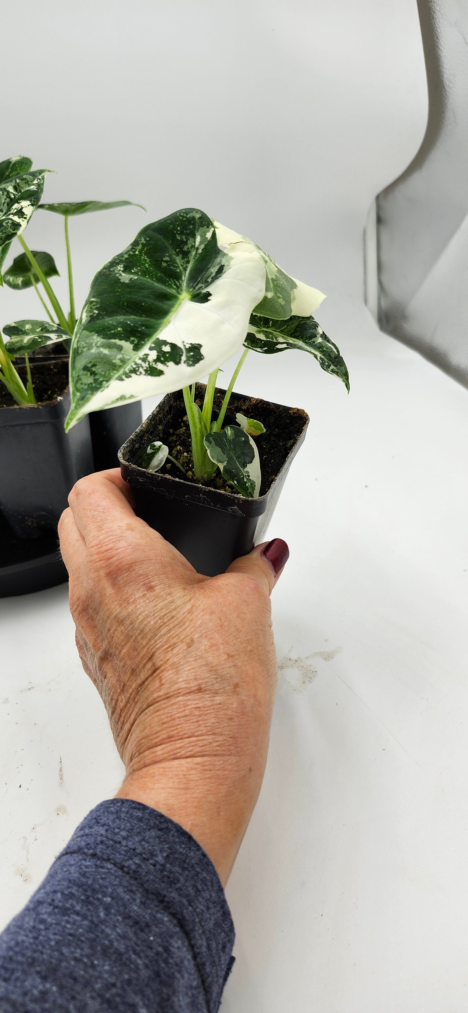 Alocasia Frydek Variegated in pot, Alocasia Frydek Variegated leaves close-up, Rare Alocasia Frydek Variegated tropical plant, Healthy Alocasia Frydek Variegated houseplant, Variegated Alocasia Frydek with green and white leaves, Exotic tropical Alocasia Frydek Variegated foliage
