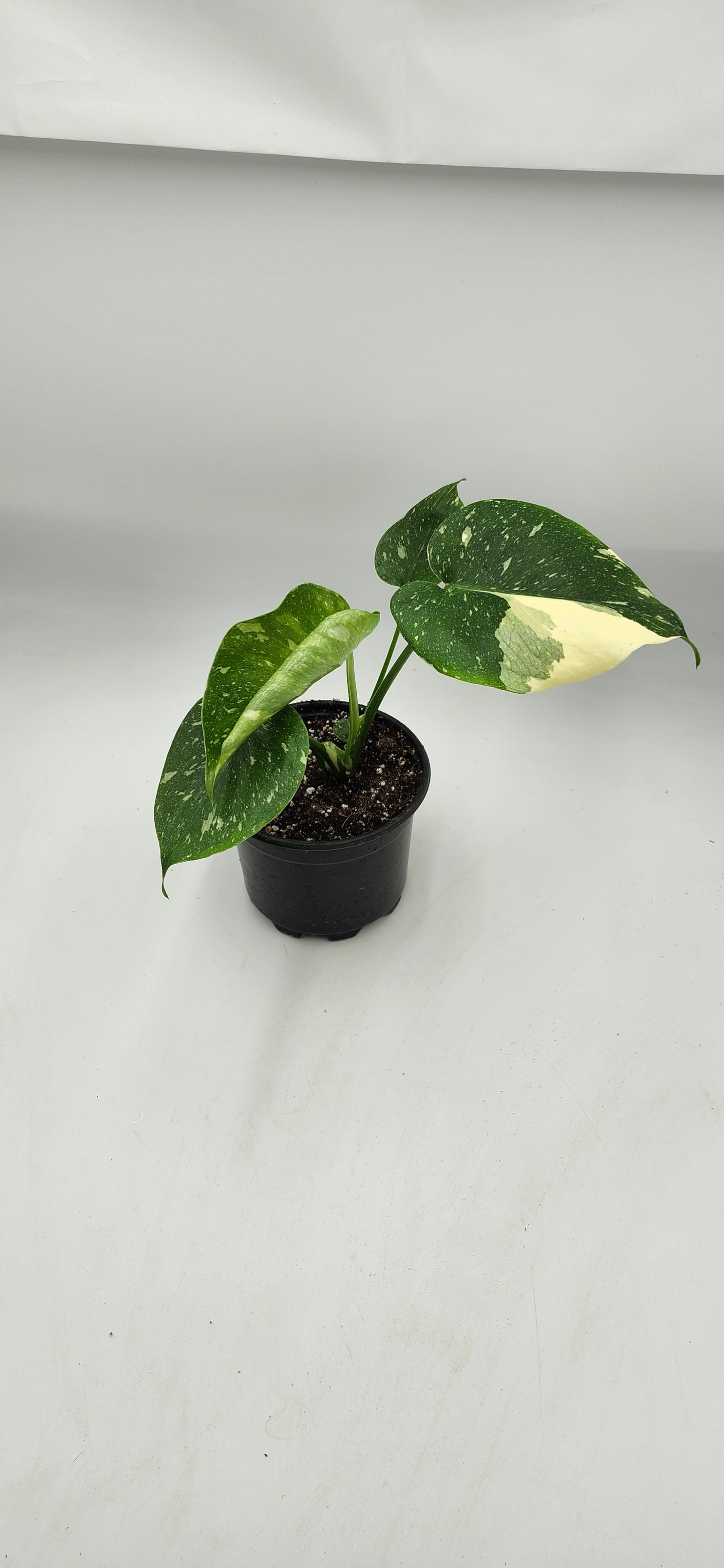 Monstera Thai Constellation – 5” Pot | Rare Variegated Collector Plant